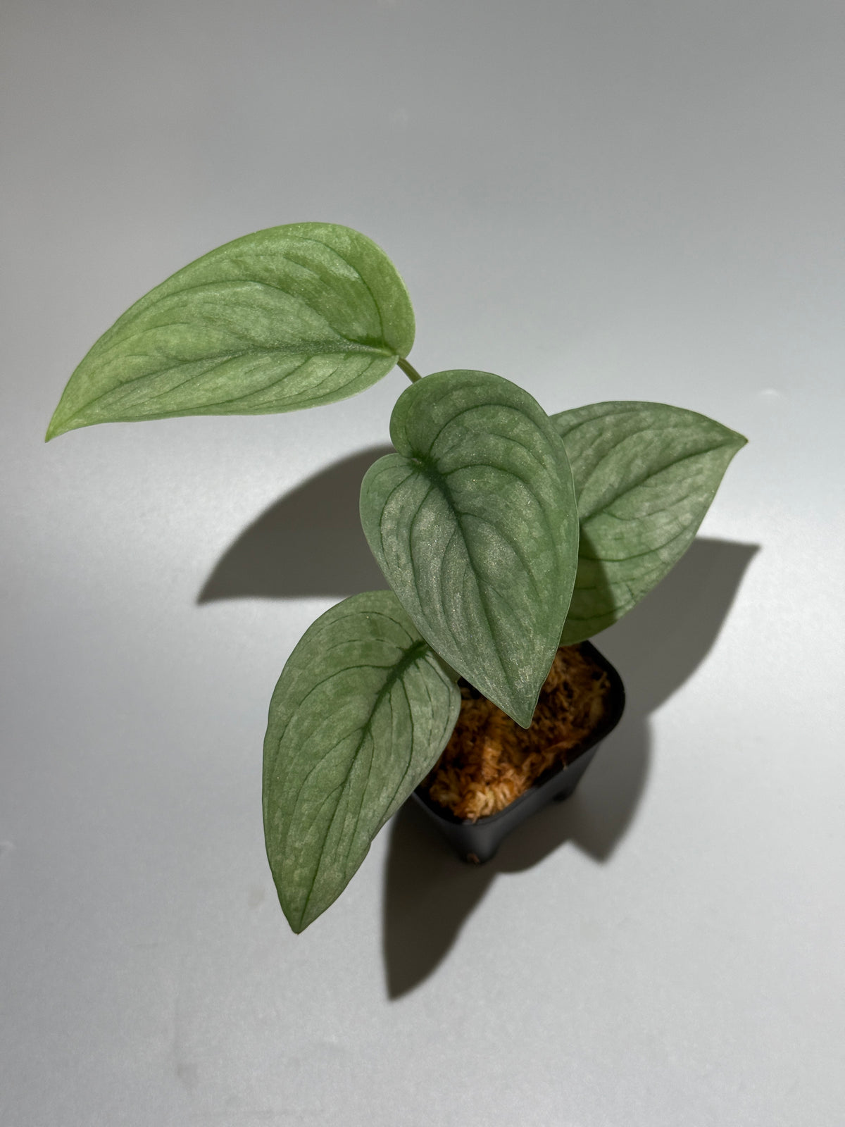スキンダプサス グリーンベイン / Scindapsus Green vein (1)