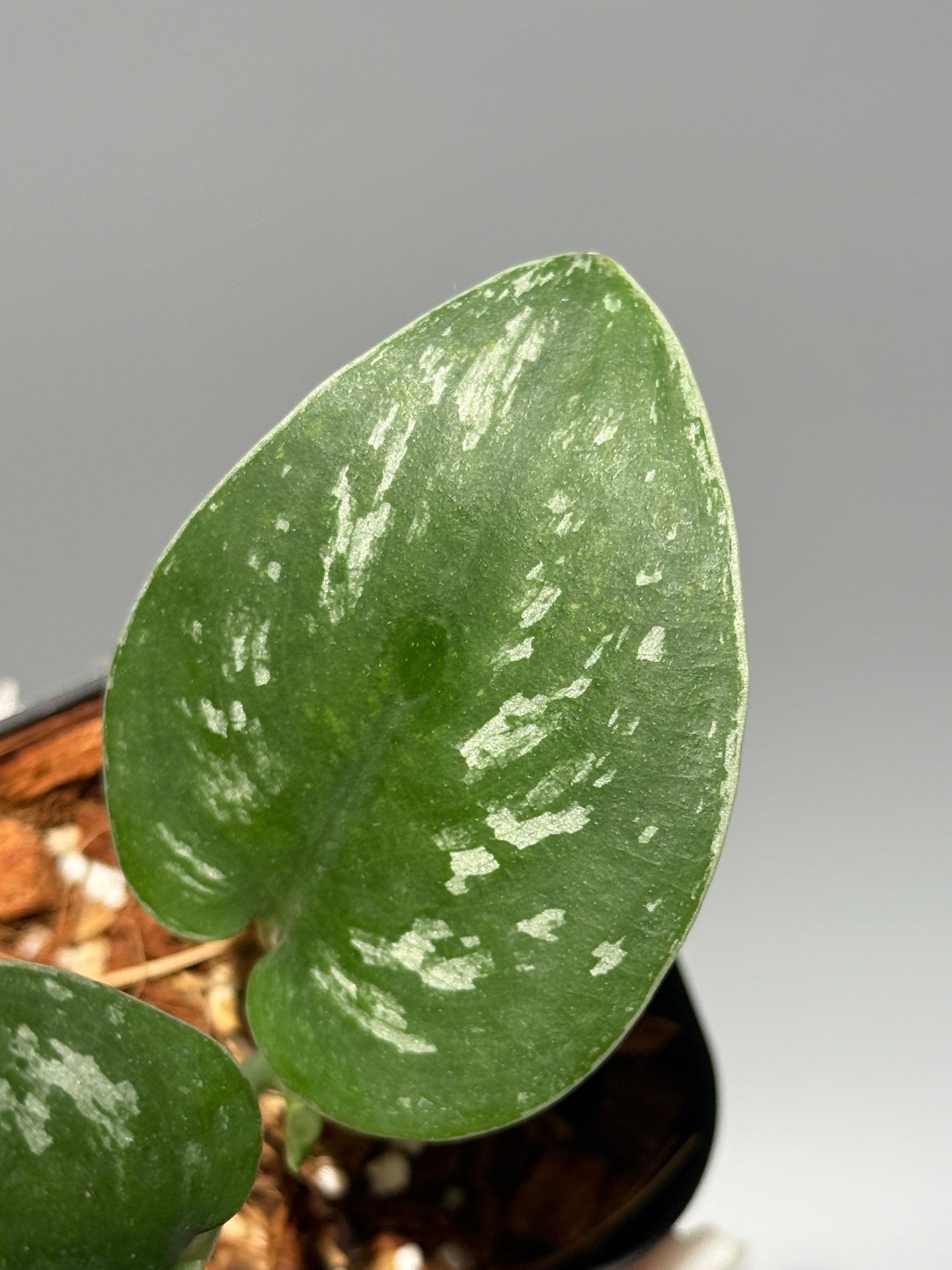 スキンダプサス  Sp.カリマンタン / Scindapsus Sp.Kalimantan (2)