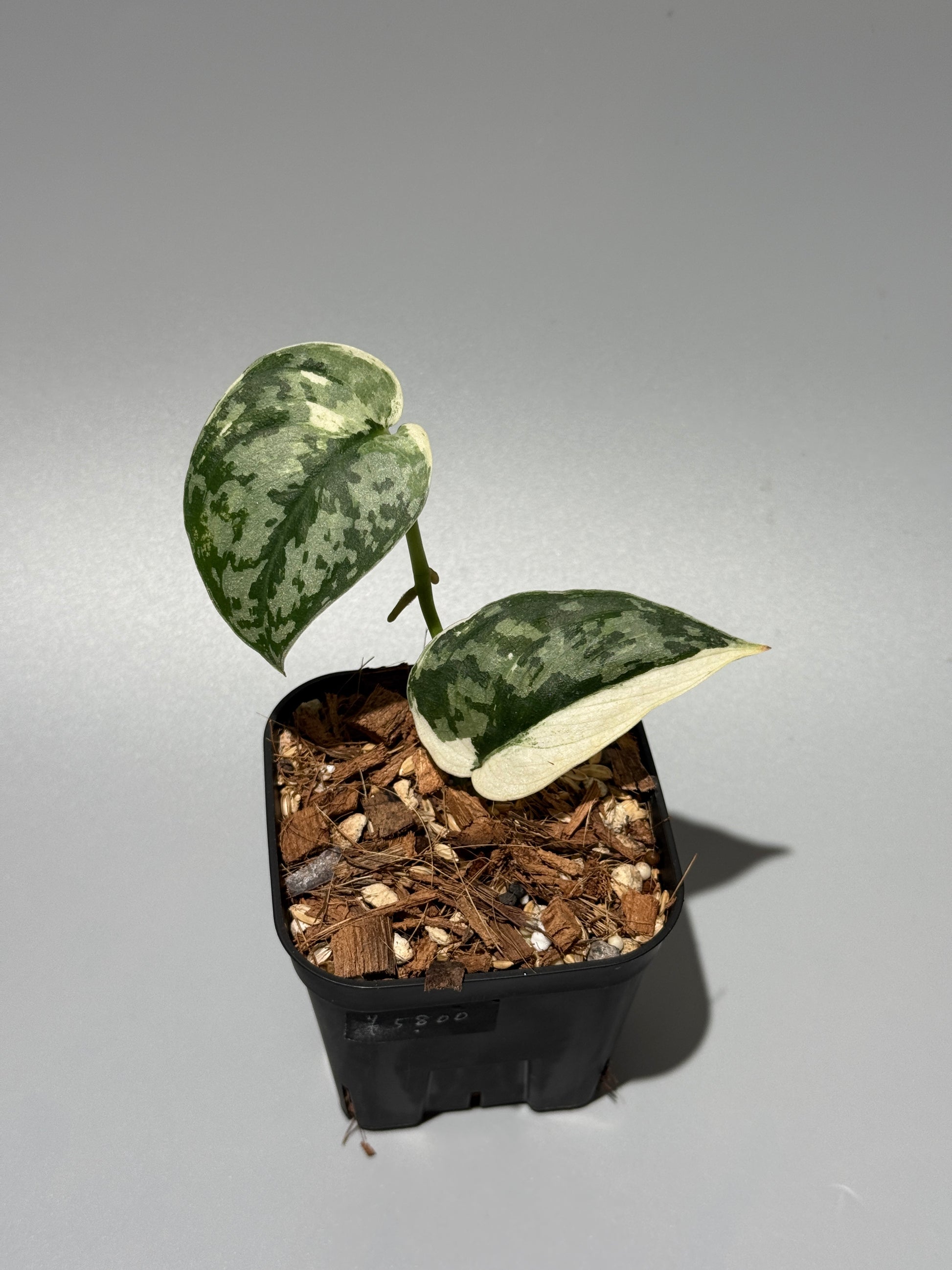 スキンダプサス マヤリ / Scindapsus mayari (1)