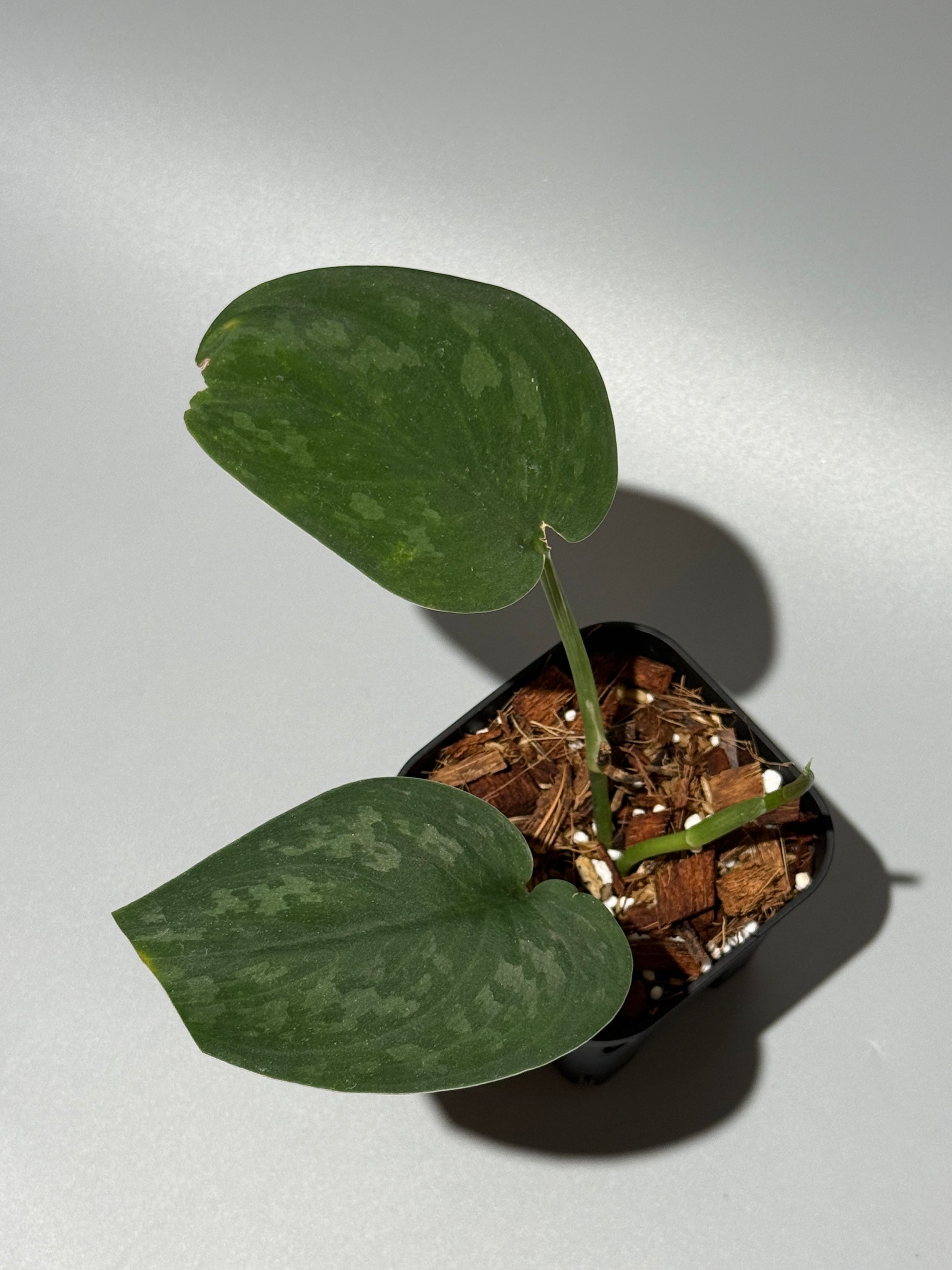 スキンダプサス グリーン エメラルド / Scindapsus green emerald (2)