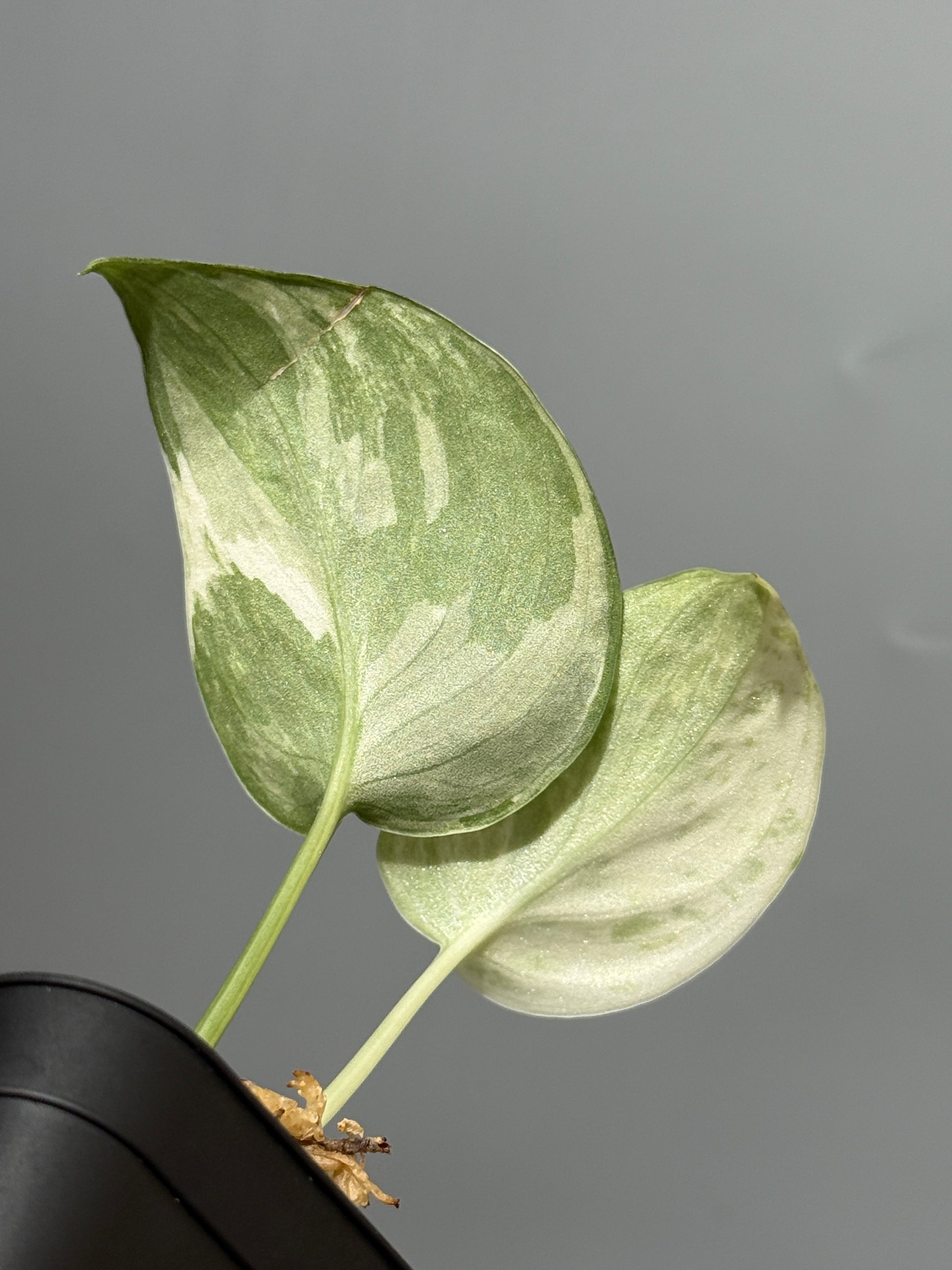 スキンダプサス ブルークラウド トリカラー / Scindapsus Exotica cloud tricolor (1)