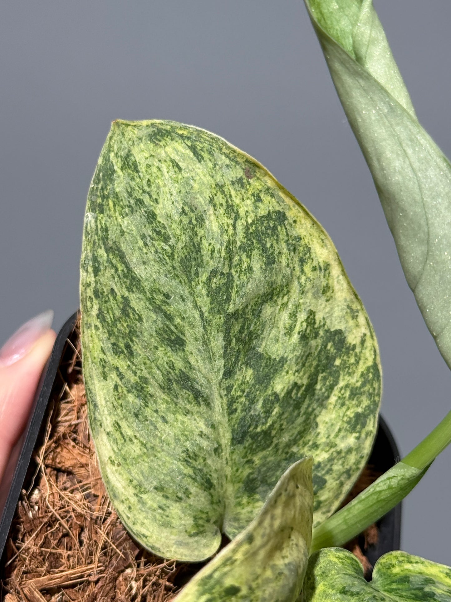 スキンダプサス テンバガ  / Scindapsus Tembaga (1)