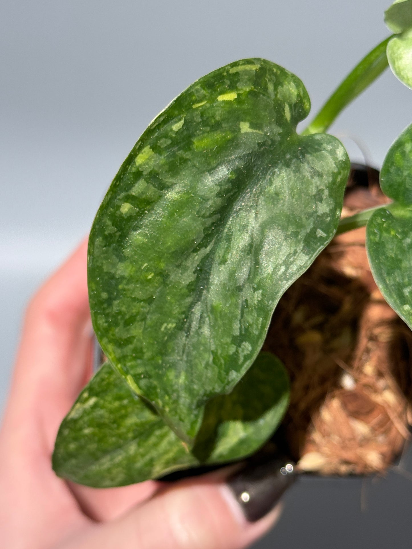 スキンダプサス レオパード / Scindapsus Leopard (2)