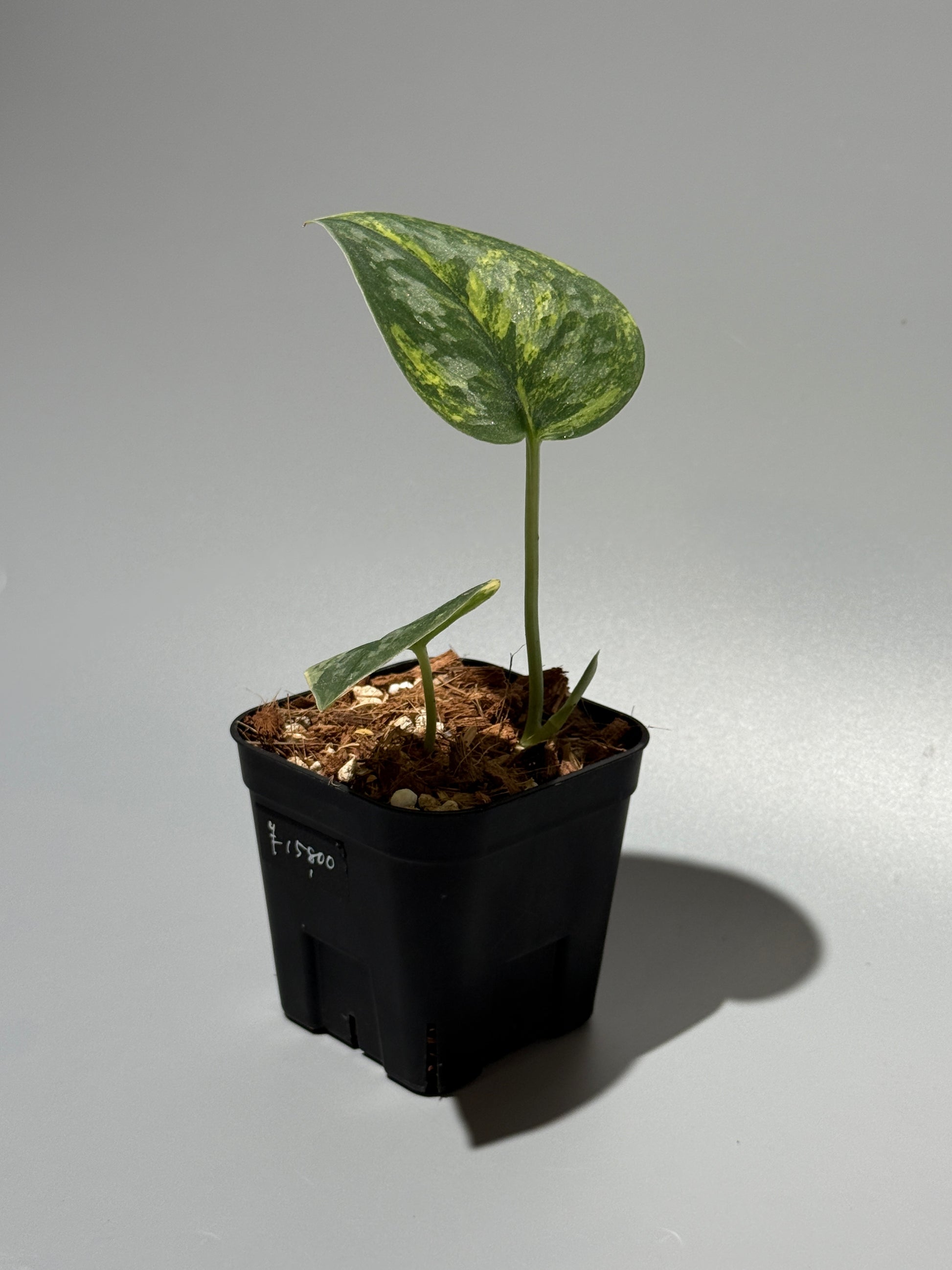 スキンダプサス グリーン ダイヤモンド / Scindapsus Green diamond (1)