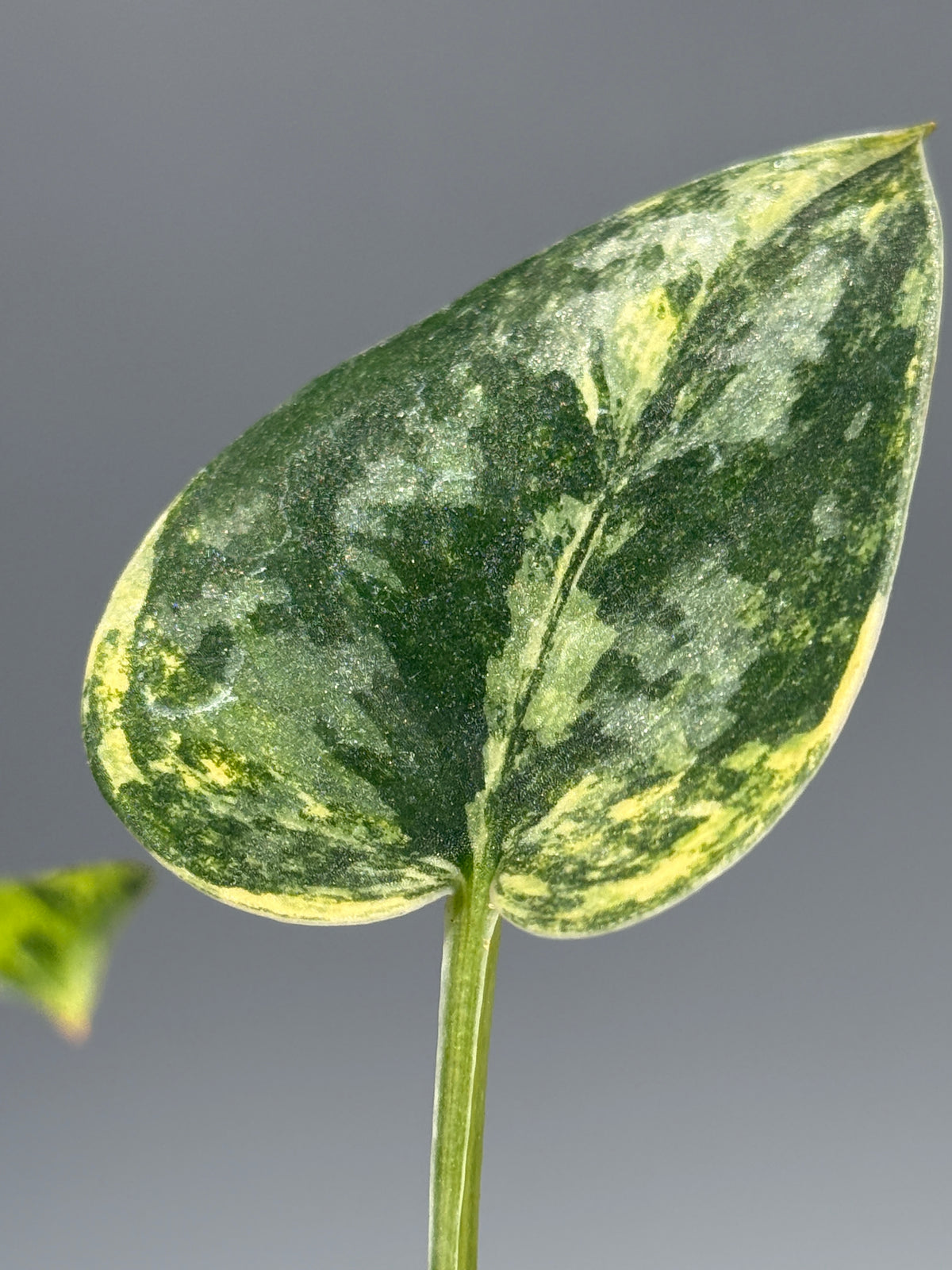 スキンダプサス グリーン ダイヤモンド / Scindapsus Green diamond (1)