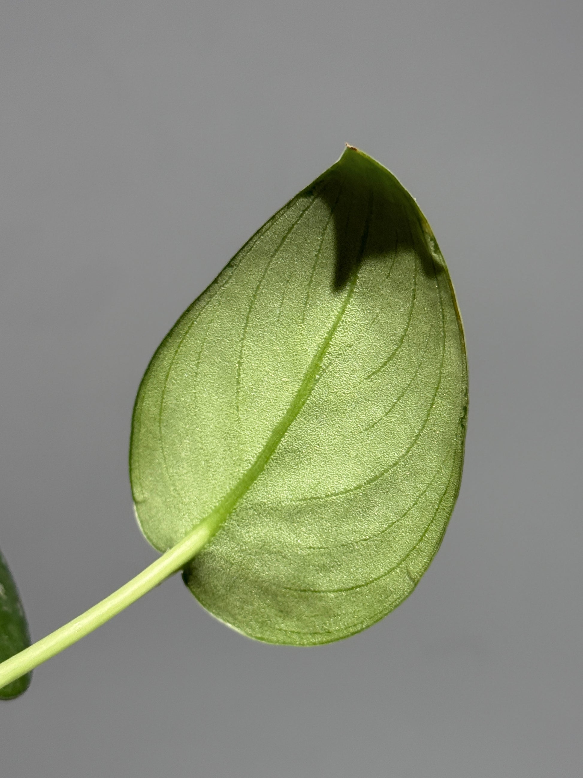 スキンダプサス  Sp.カリマンタン / Scindapsus Sp.Kalimantan (2)