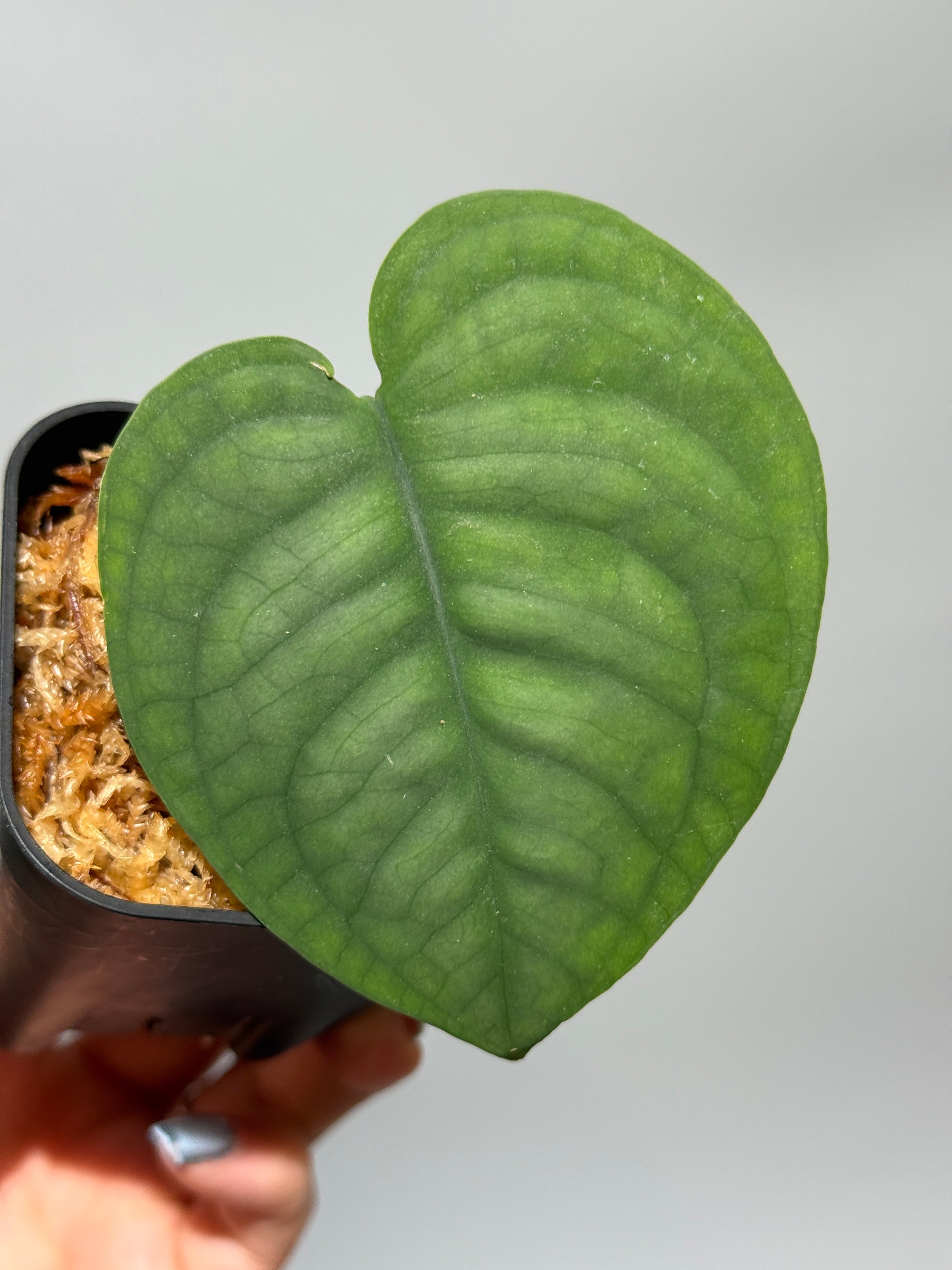 スキンダプサス ルーセンス  / Scindapsus Lucens  (1)