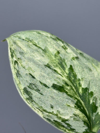 スキンダプサス ピースン アルボ  / Scindapsus peasun albo (1)