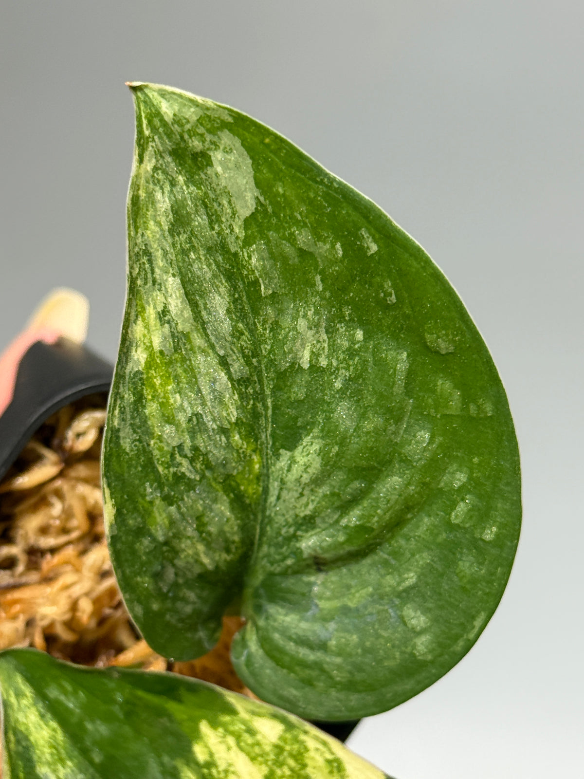 スキンダプサス エキゾチカ サラカ トリカラー  / Scindapsus Exotica salaka toricolor (1)