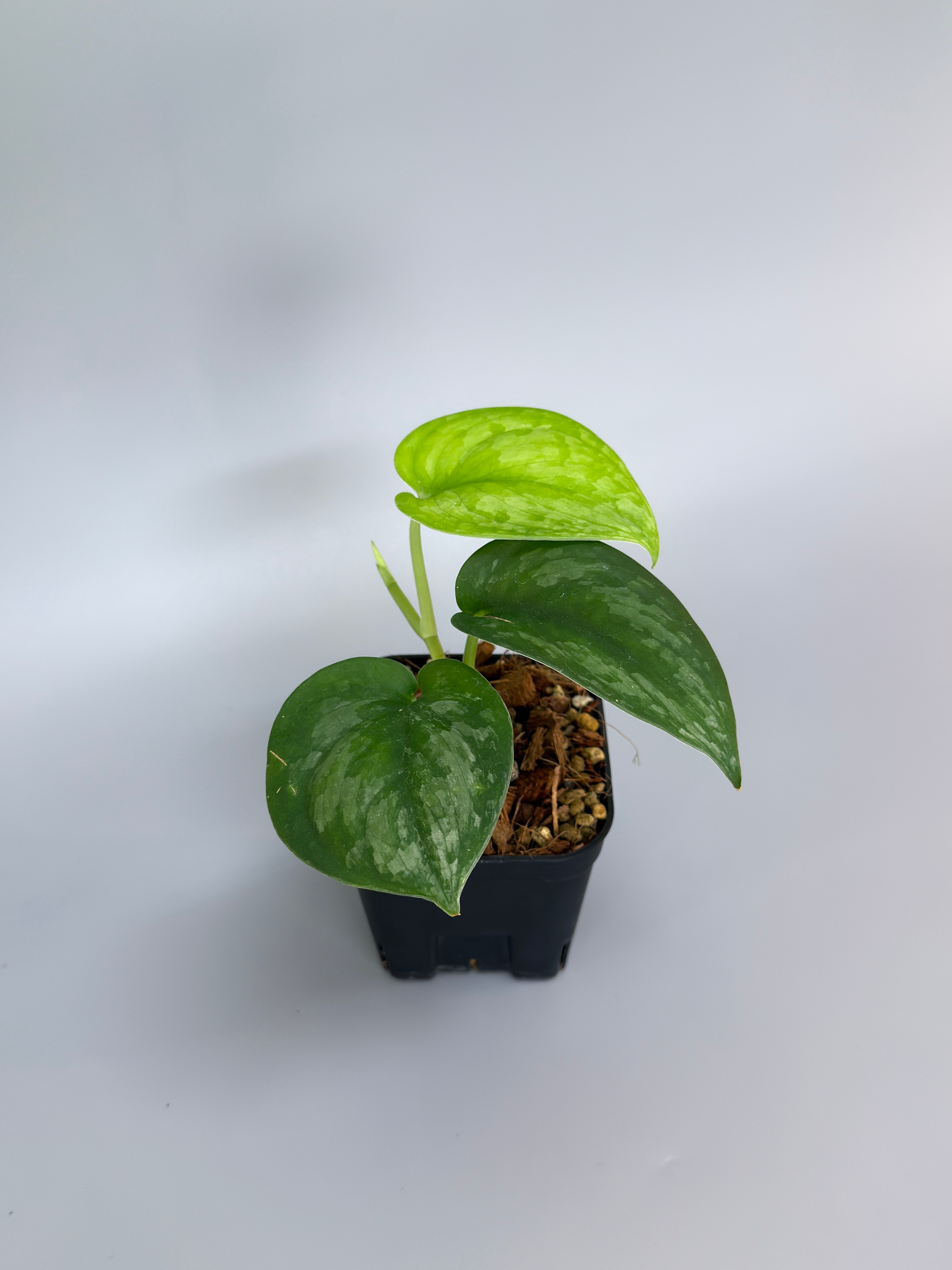 All Plants – Nakayama-Plants