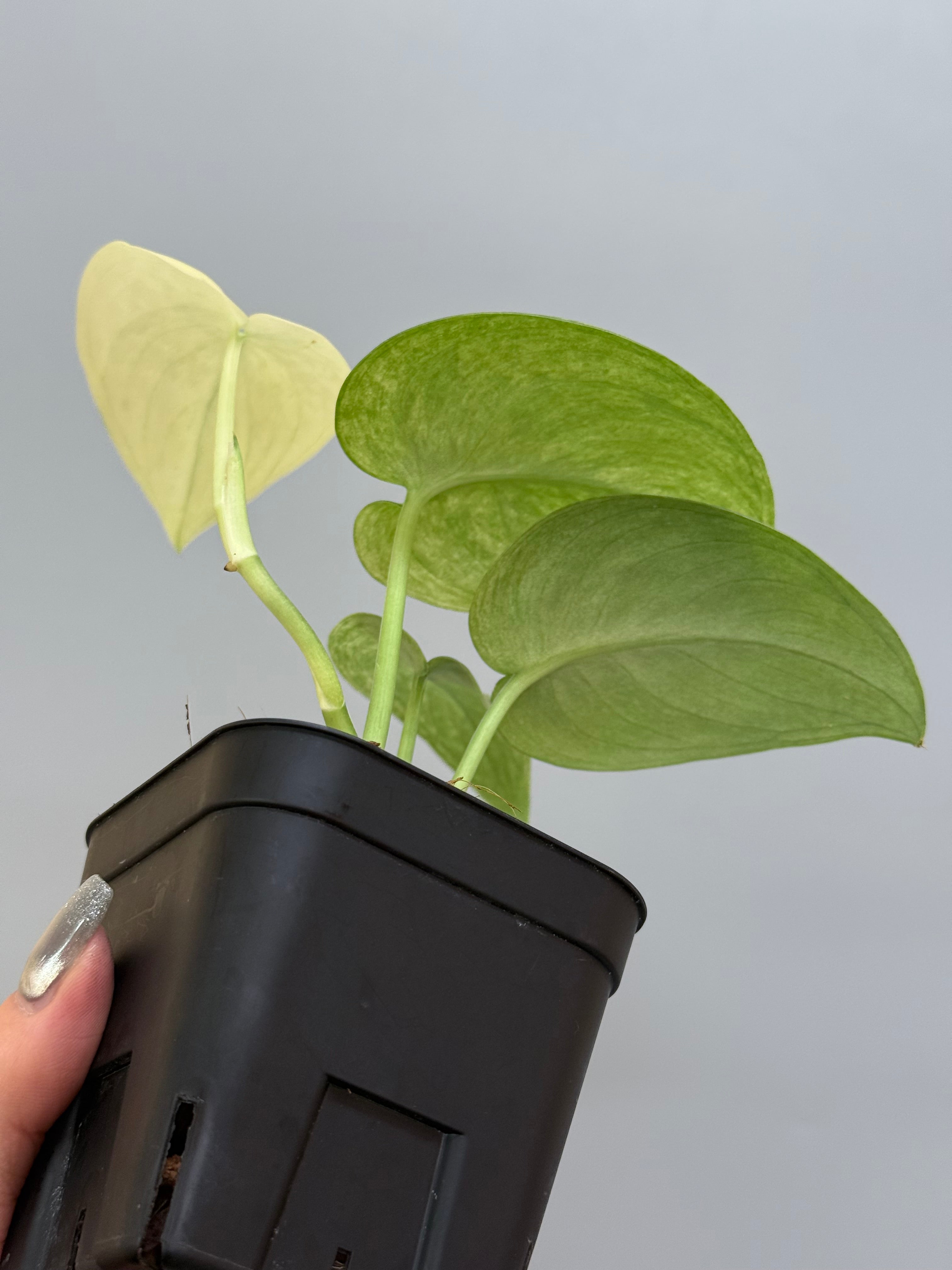 スキンダプサス シンバラ / Scindapsus simbara (1) – Nakayama-Plants