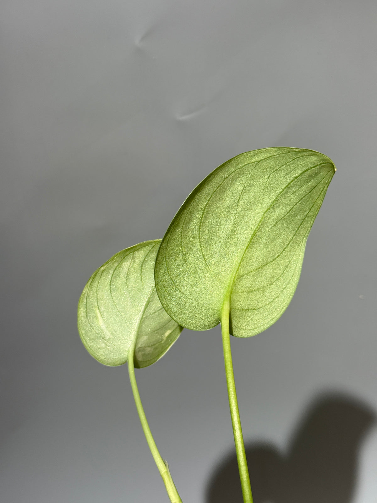 スキンダプサス  Sp.カリマンタン / Scindapsus Sp.Kalimantan (2)