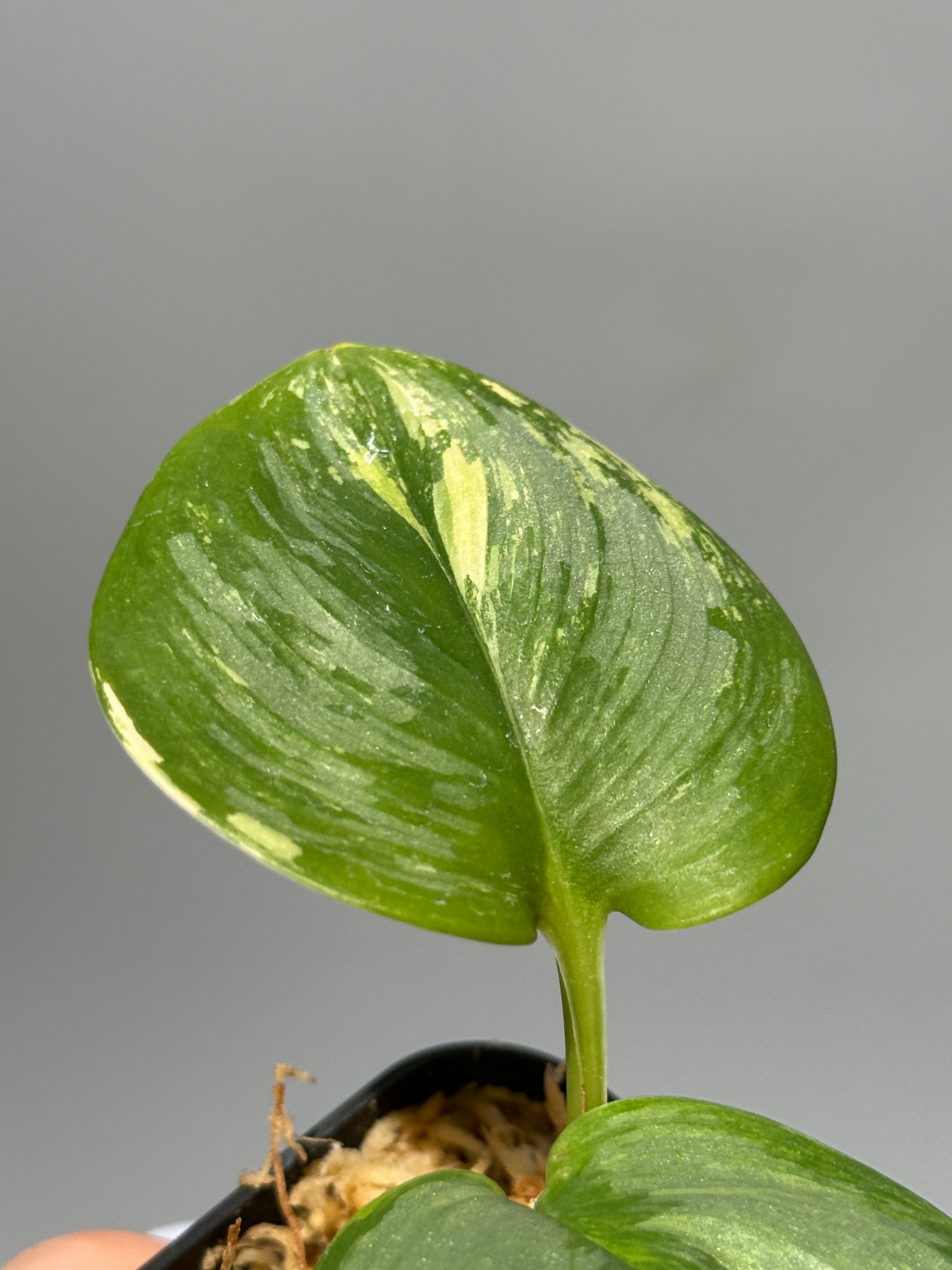 スキンダプサス ルビコン 斑入り  / Scindapsus Rubicon var.  (1)