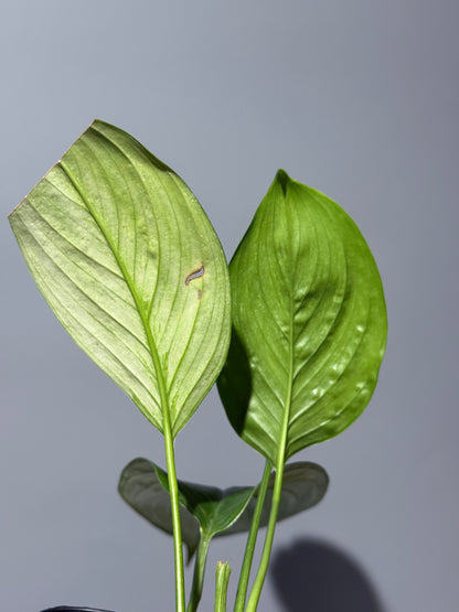 スキンダプサス ペラケンシス  / Scindapsus Perakensis (1)