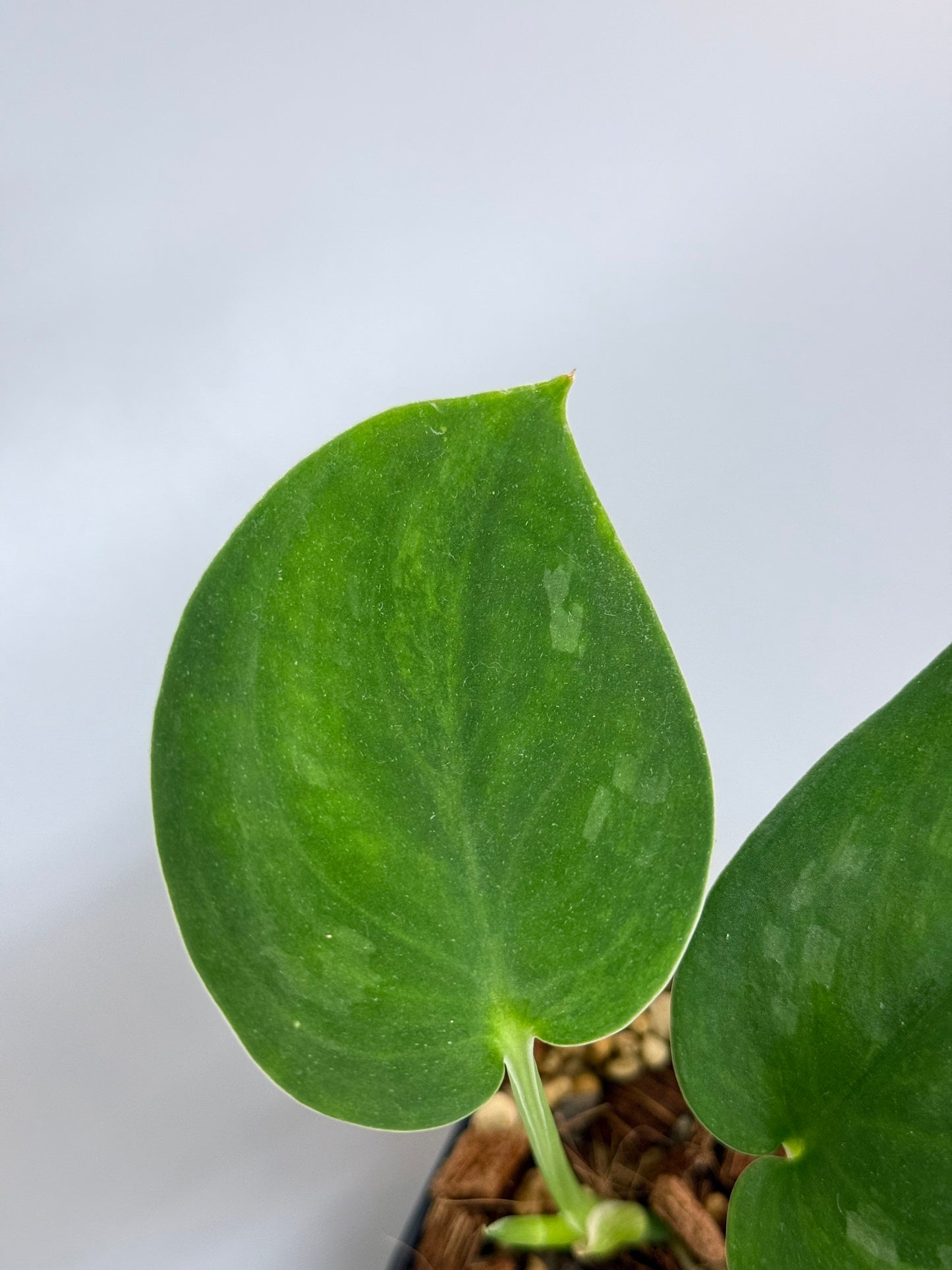 スキンダプサス グリーン エメラルド / Scindapsus green emerald (1)