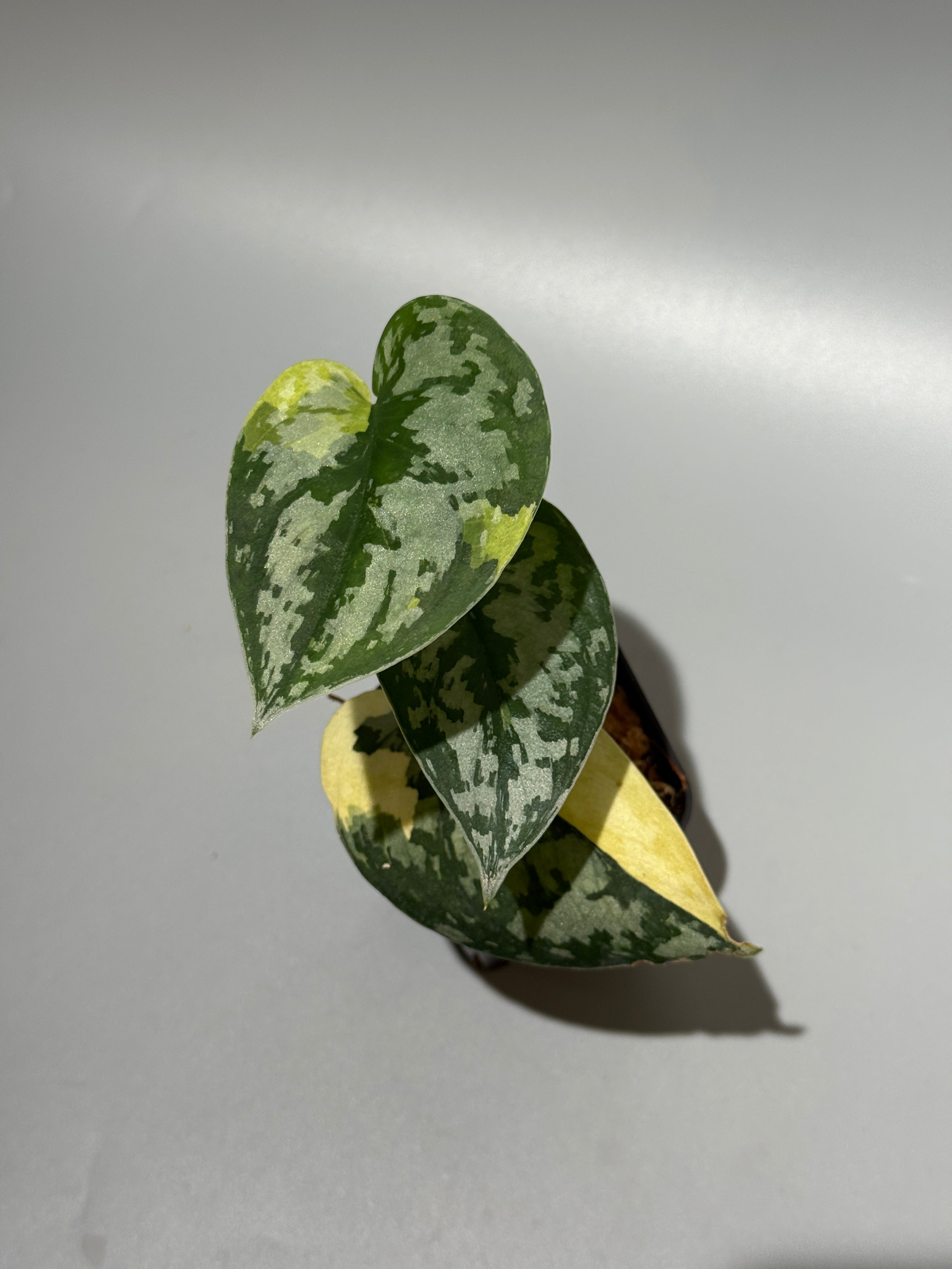 スキンダプサス マハリカ / Scindapsus maharlika (1) – Nakayama-Plants