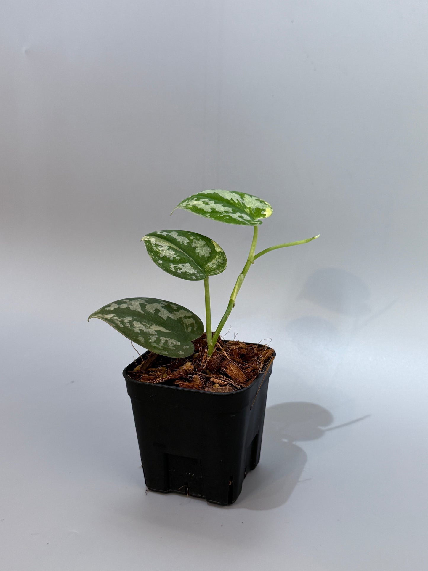 スキンダプサス バクダパティ / Scindapsus bakudapati (4)