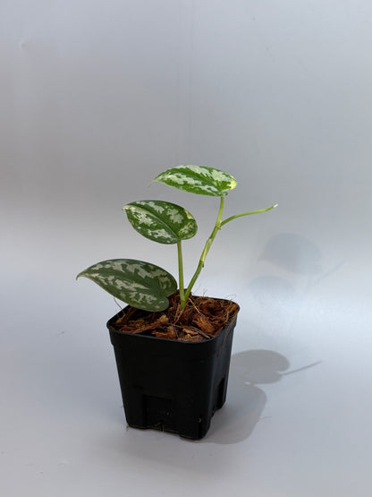 スキンダプサス バクダパティ / Scindapsus bakudapati (4)