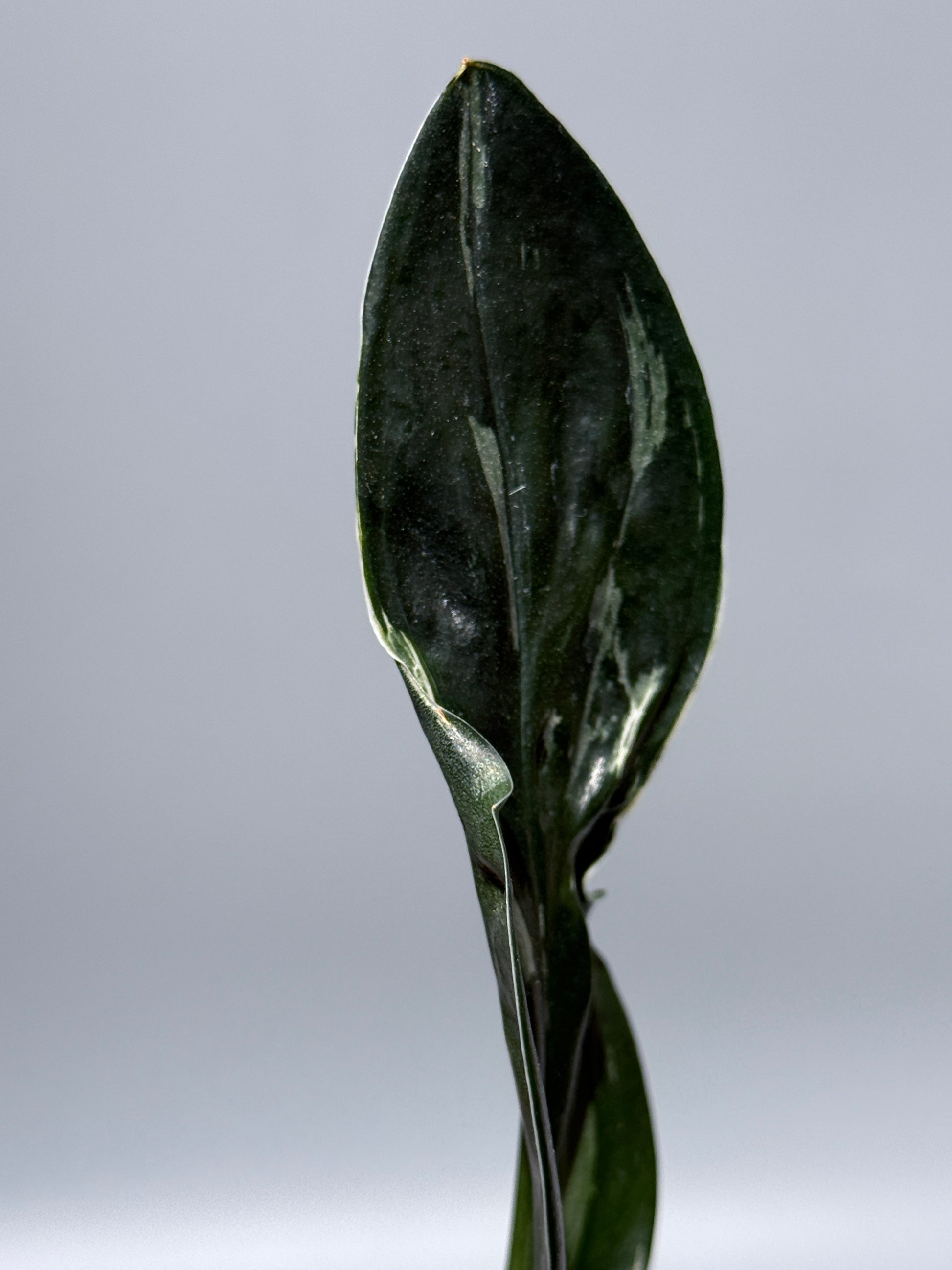 スキンダプサス トレビー ダークフォーム ミューテーション/Scindapsus Treubii darkform mutation (2)