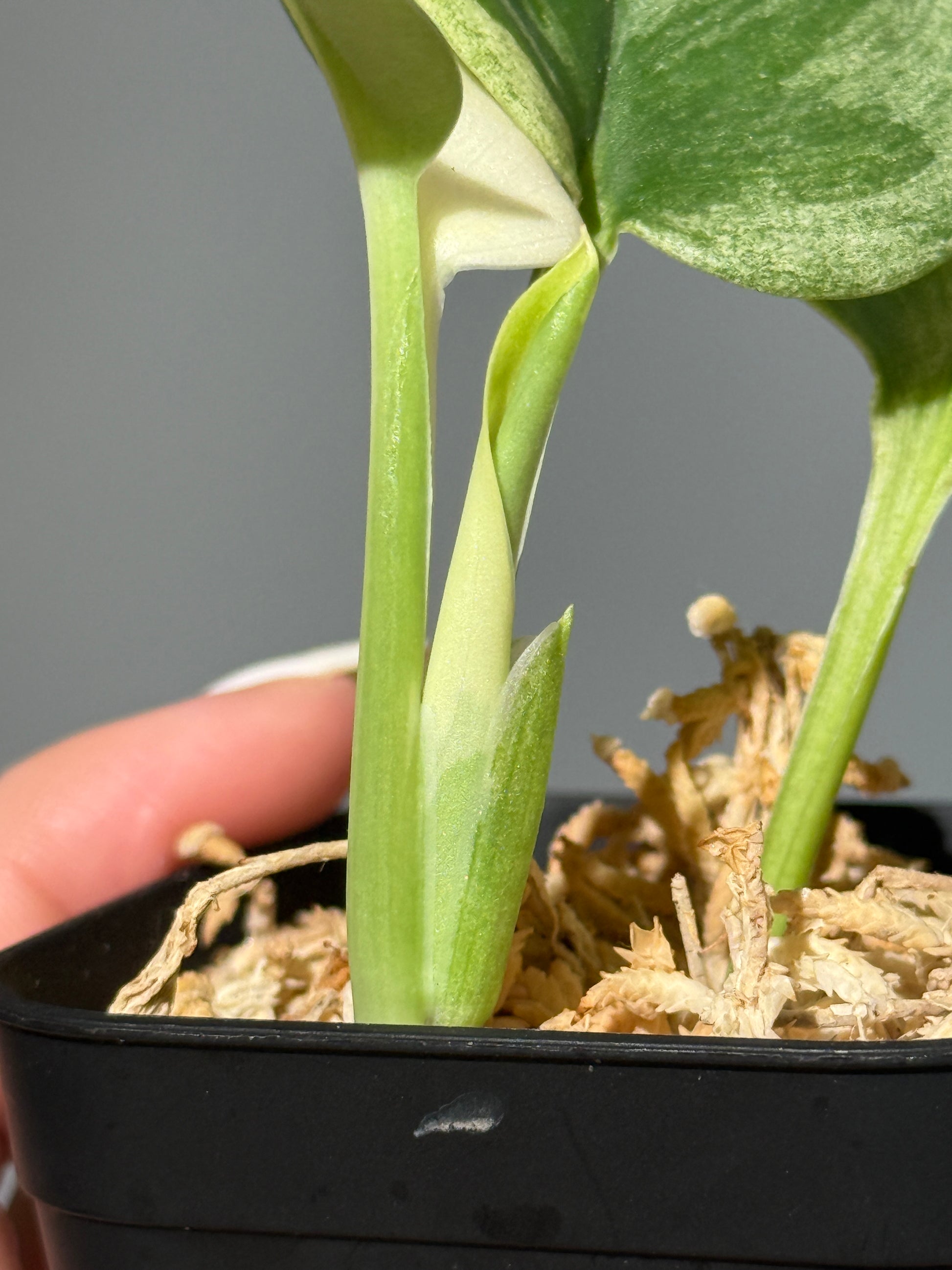 スキンダプサス トレビー ムーンライト 斑入り  / Scindapsus treubii moonlight var. (1)