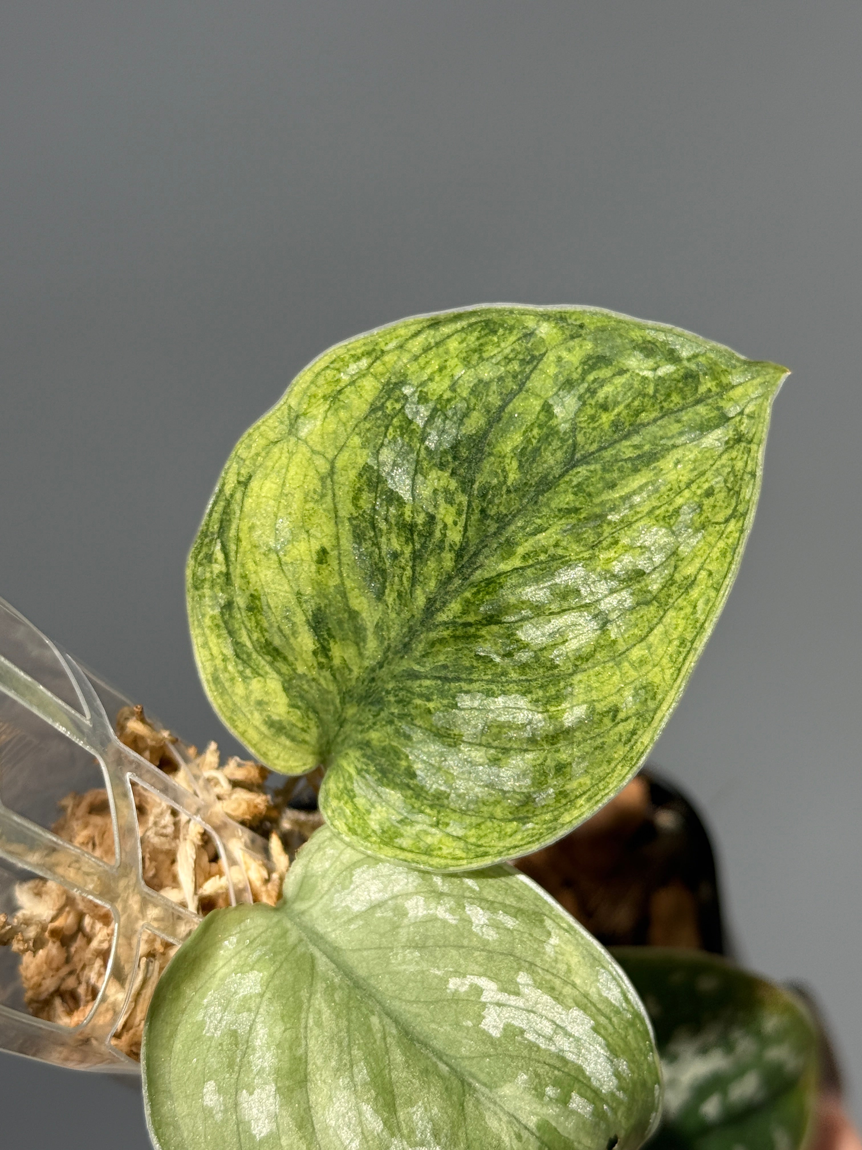 All Plants – Nakayama-Plants