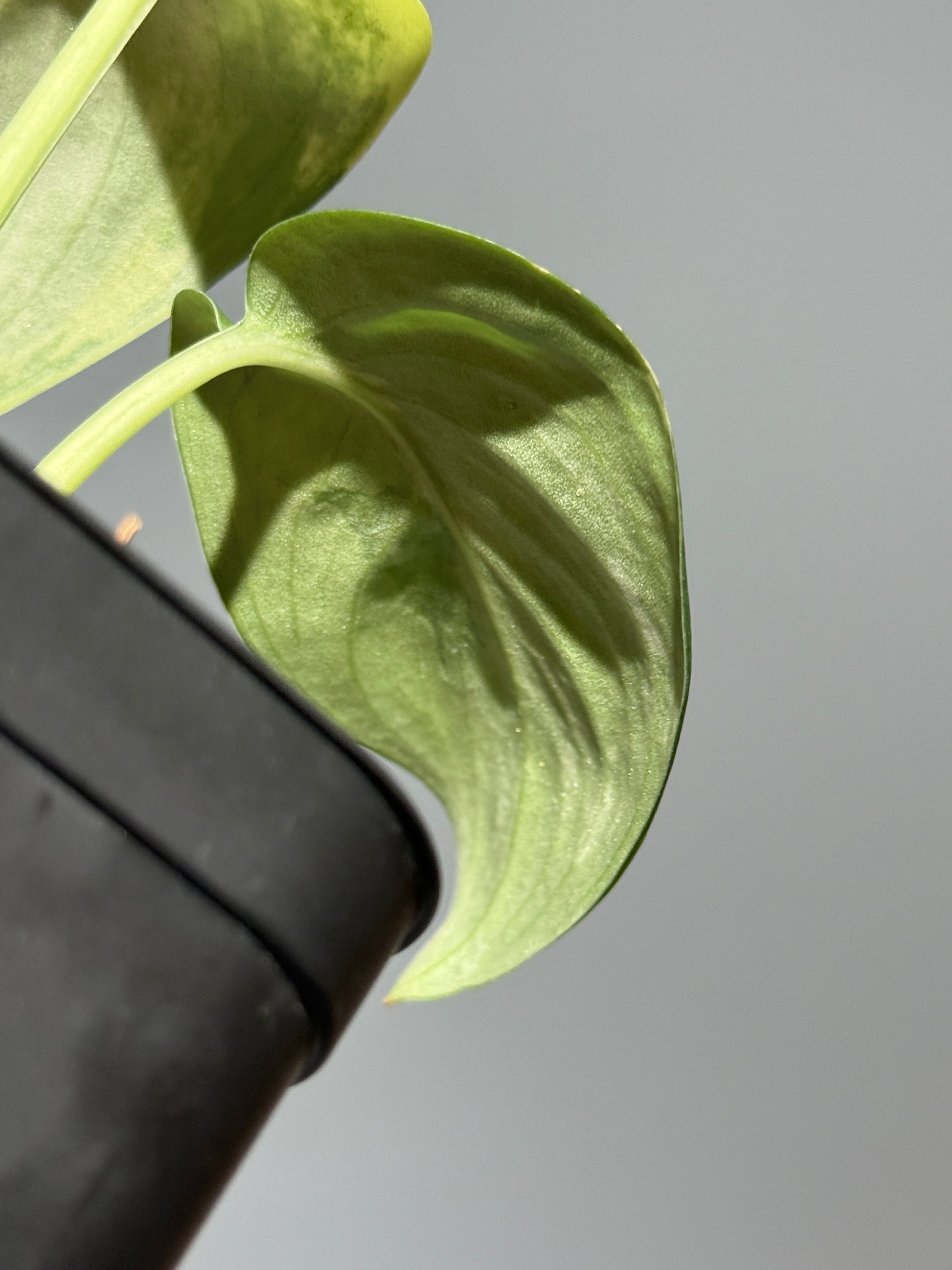 スキンダプサス ジェイドサテン オーレア  / Scindapsus jadesatin aurea (1)