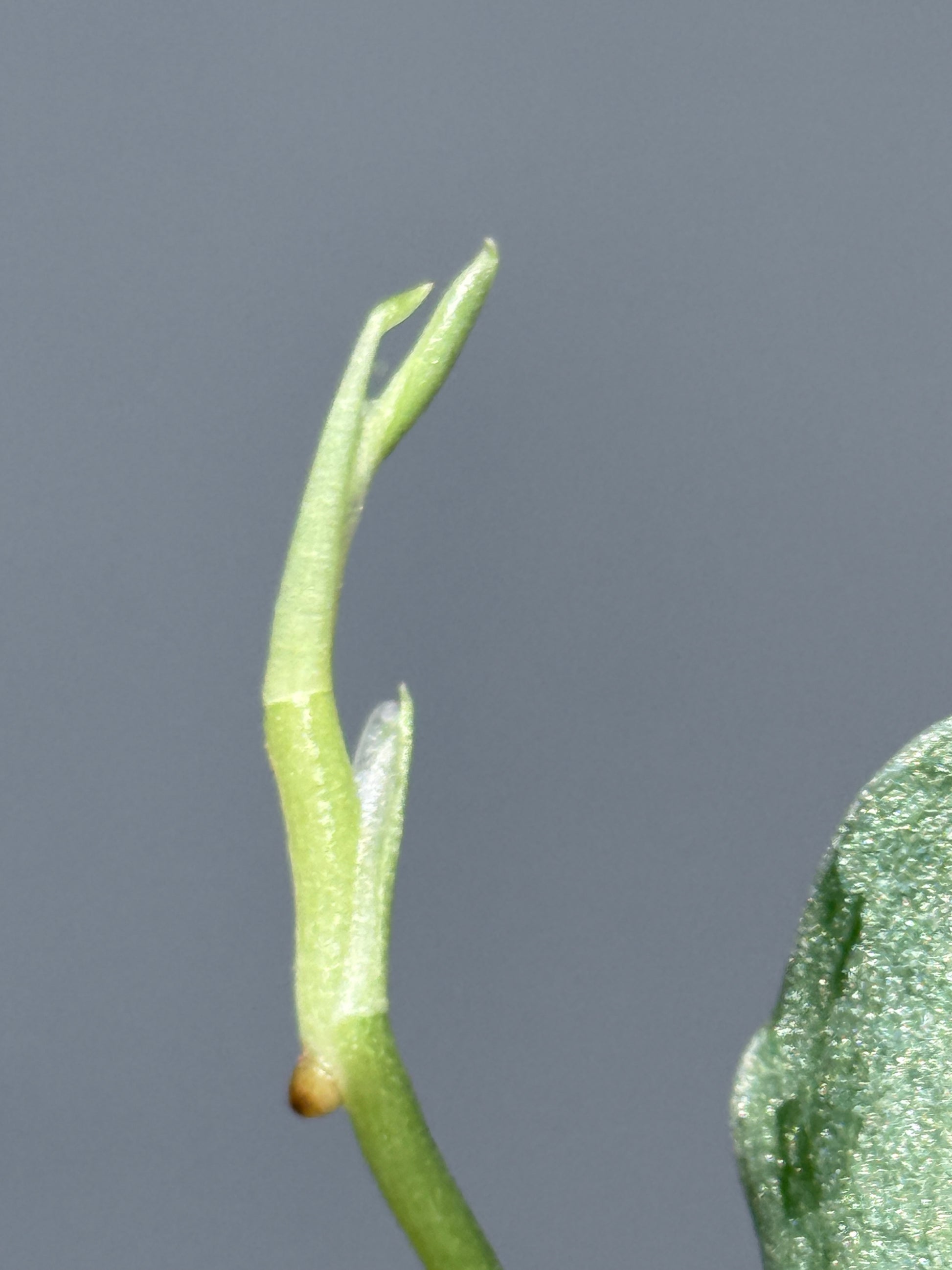 スキンダプサス ウィアード / Scindapsus Weirdo (2)