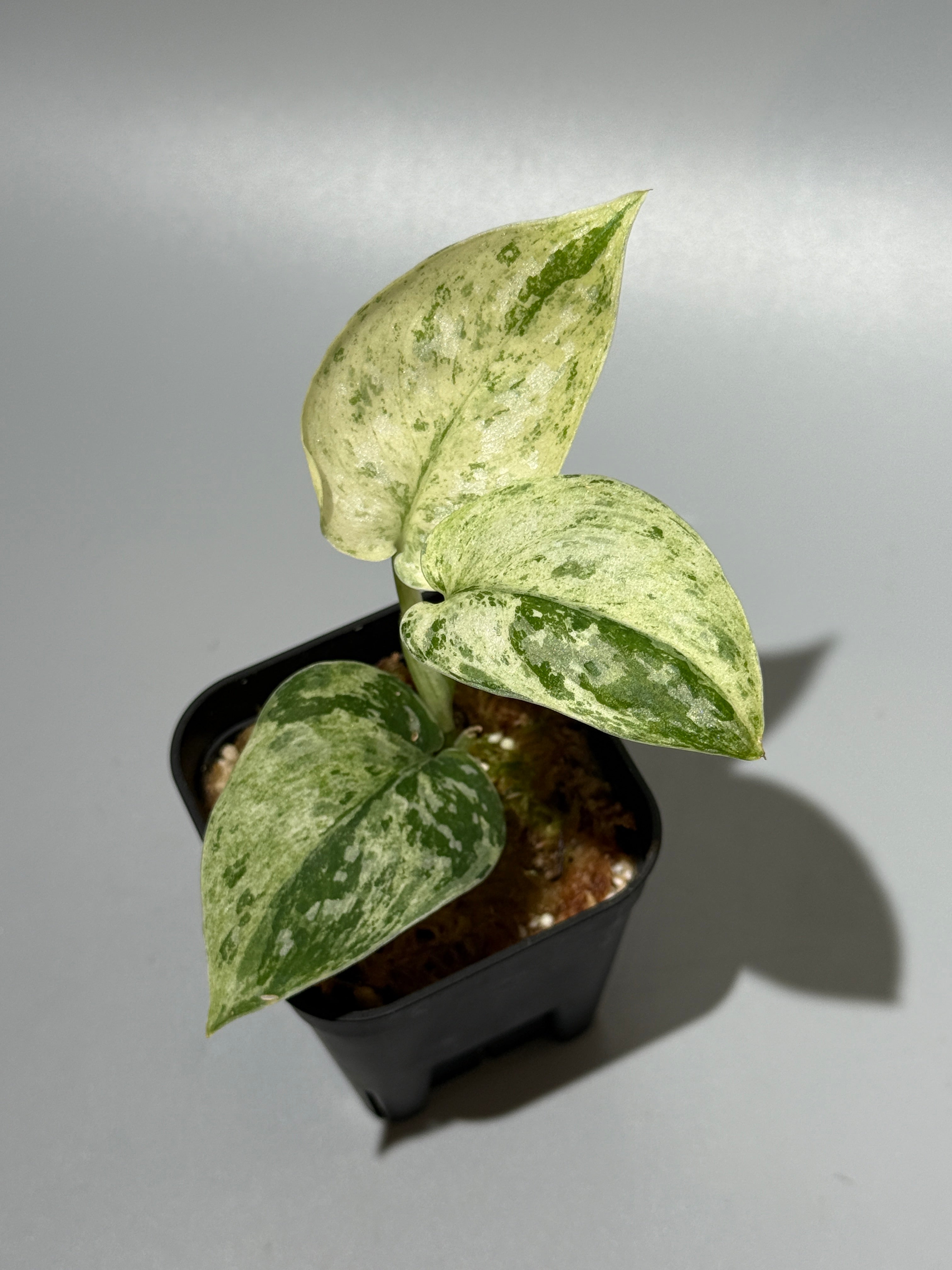 スキンダプサス　綺麗な斑入り　セット SALE A1 All Plants – Nakayama-Plants