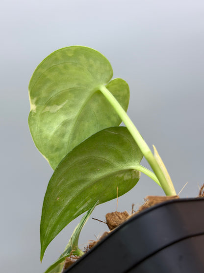 スキンダプサス マヤリ / Scindapsus mayari (3)