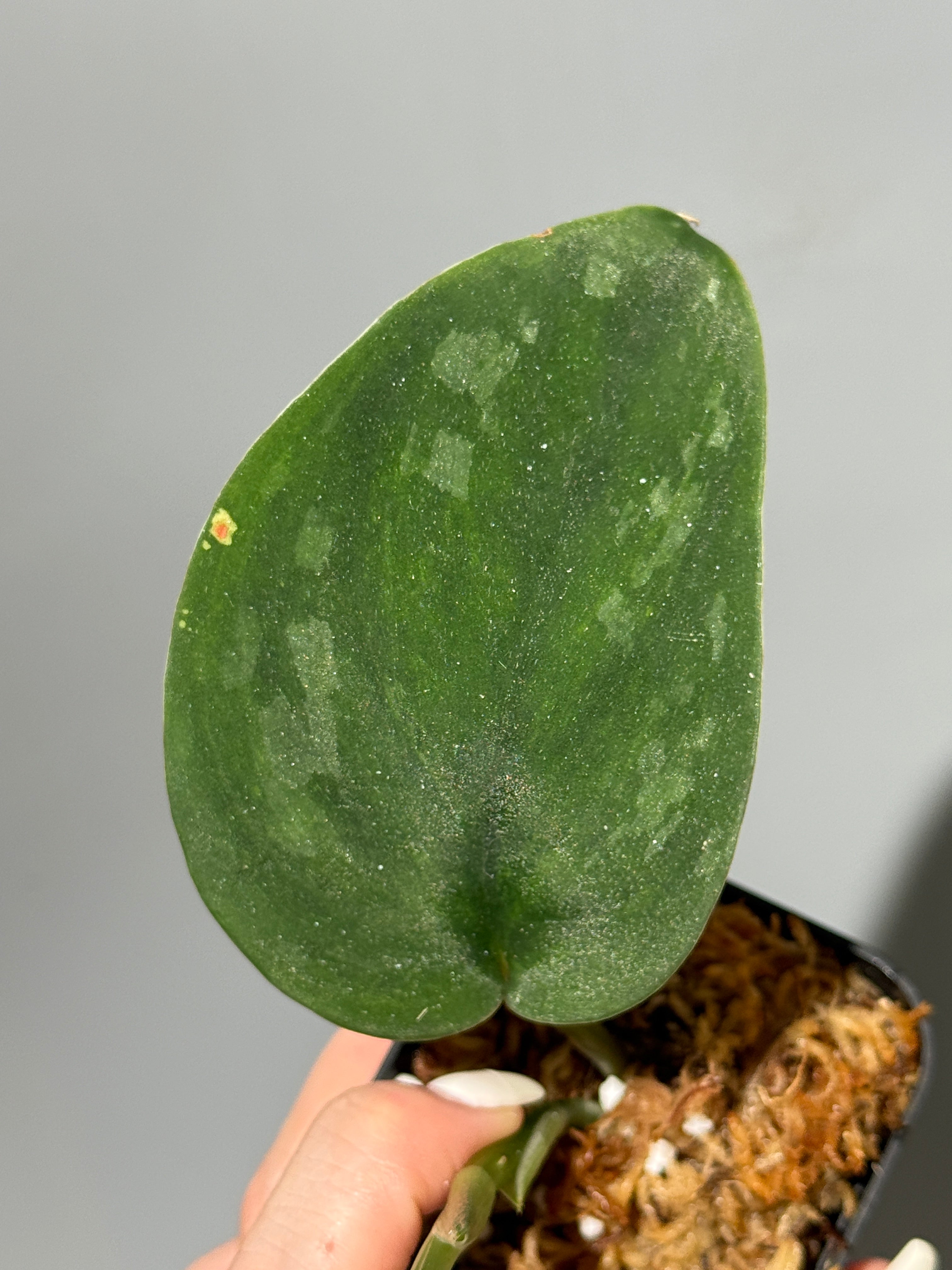 All Plants – Nakayama-Plants
