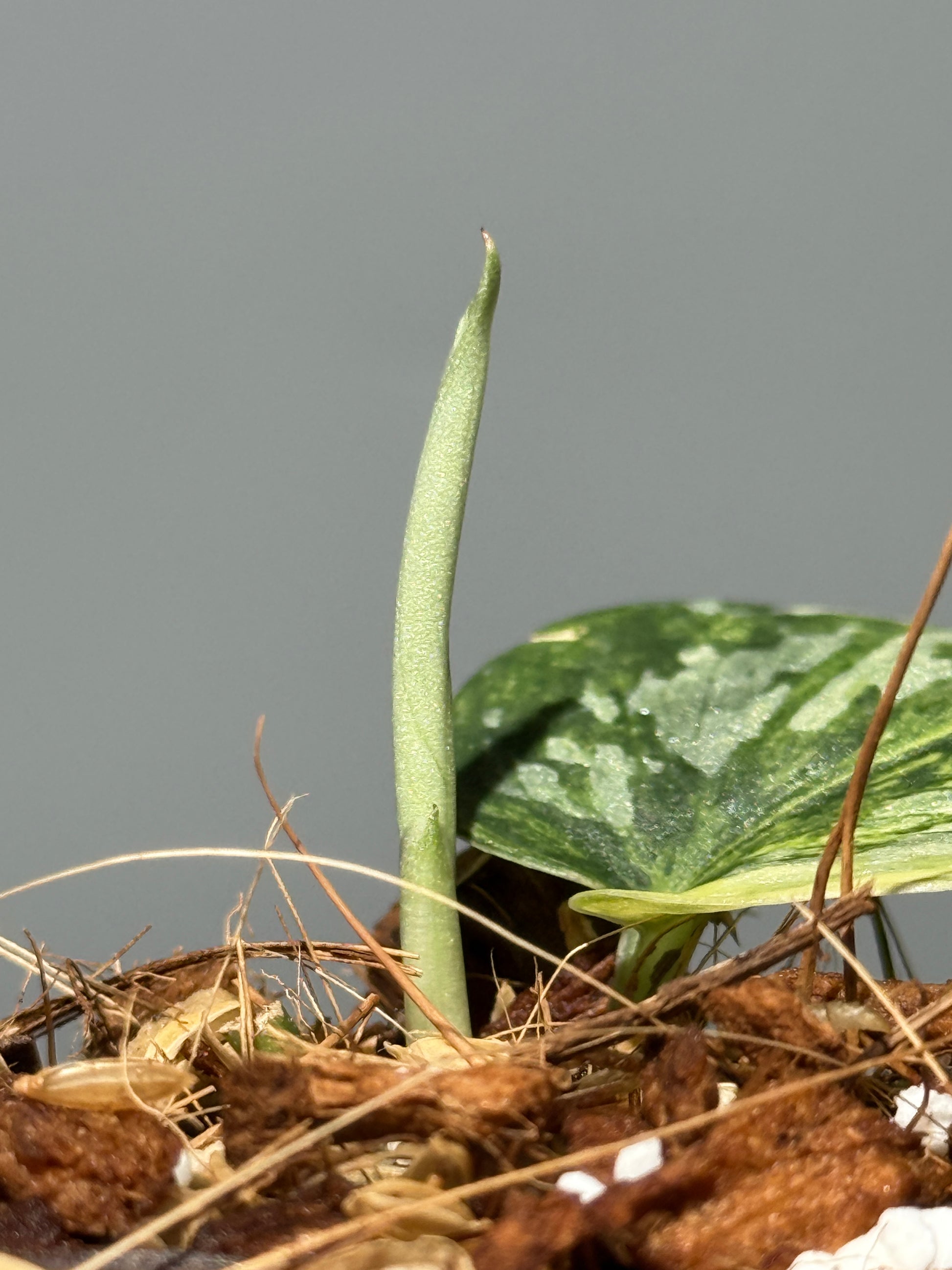 スキンダプサス ラジャタプラ  / Scindapsus Rajatapura (2)