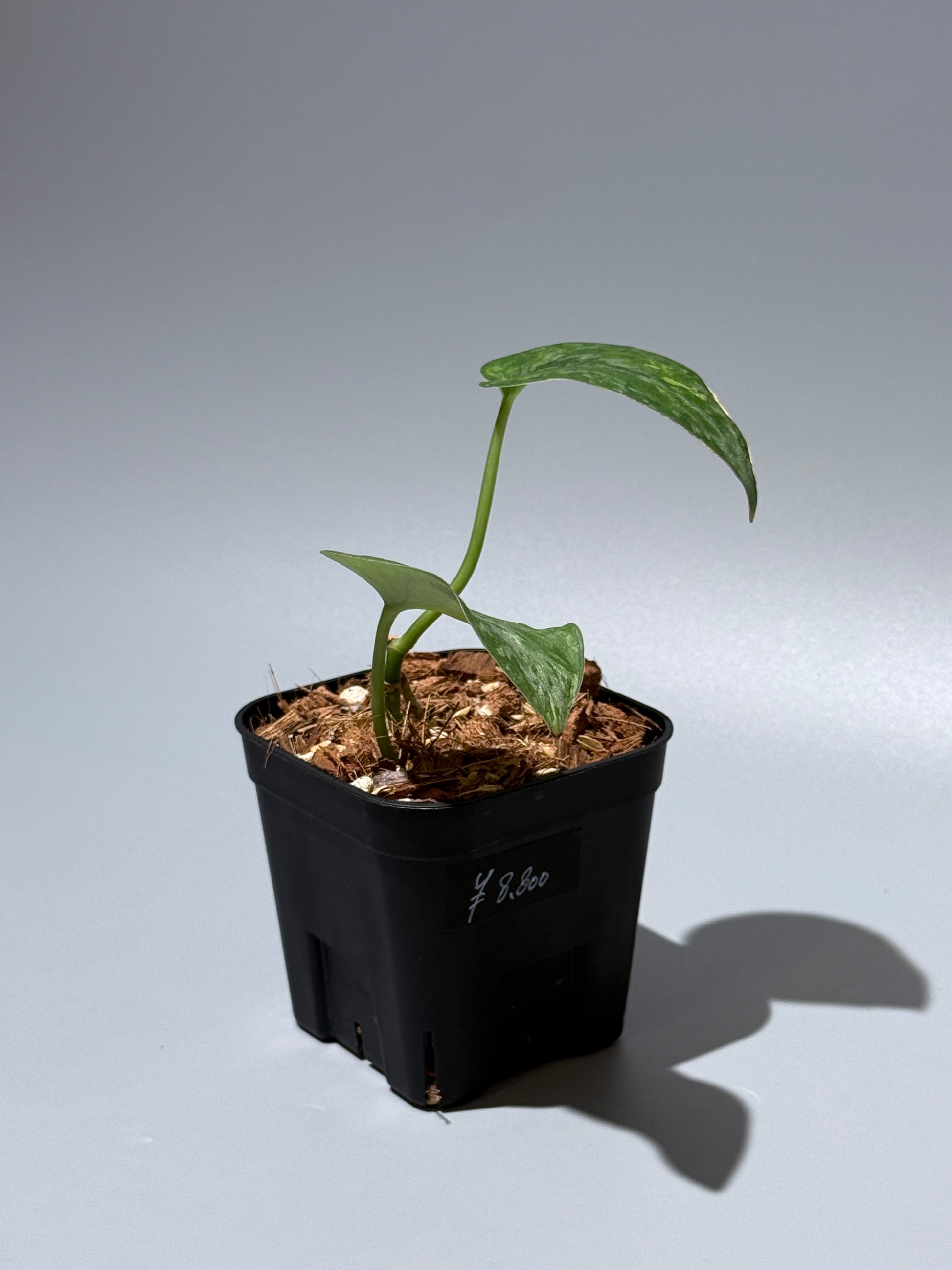 スキンダプサス レオパード / Scindapsus Leopard (1)