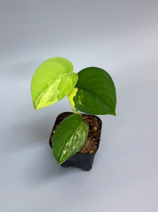 スキンダプサス ジェイドサテン オーレア  / Scindapsus jadesatin aurea  (3)