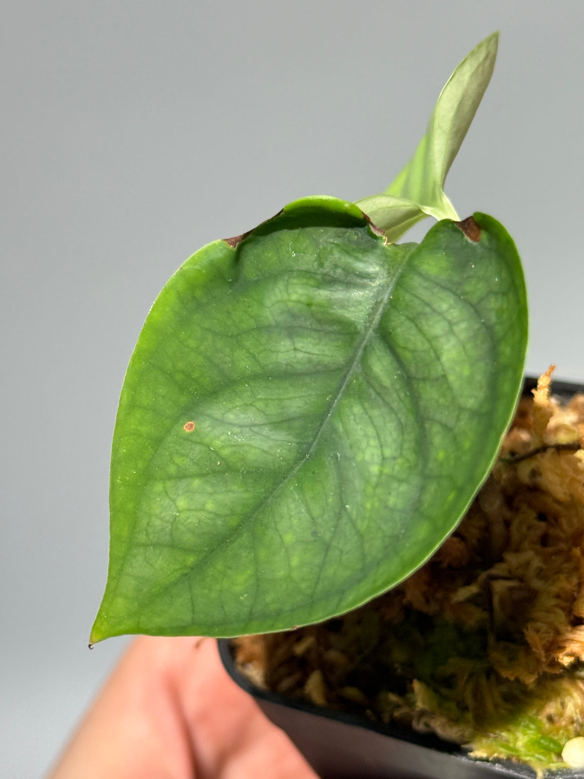 スキンダプサス ルーセンス  / Scindapsus Lucens  (1)