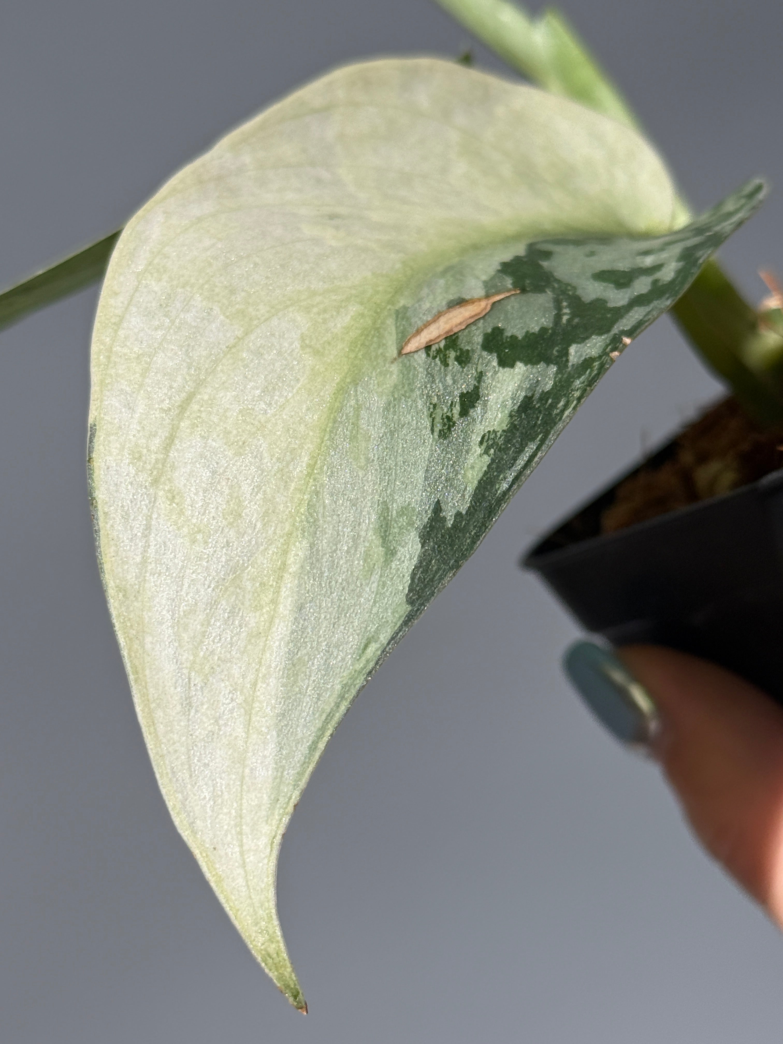 スキンダプサス ラカンビニ / Scindapsus Lakambini (1) – Nakayama-Plants