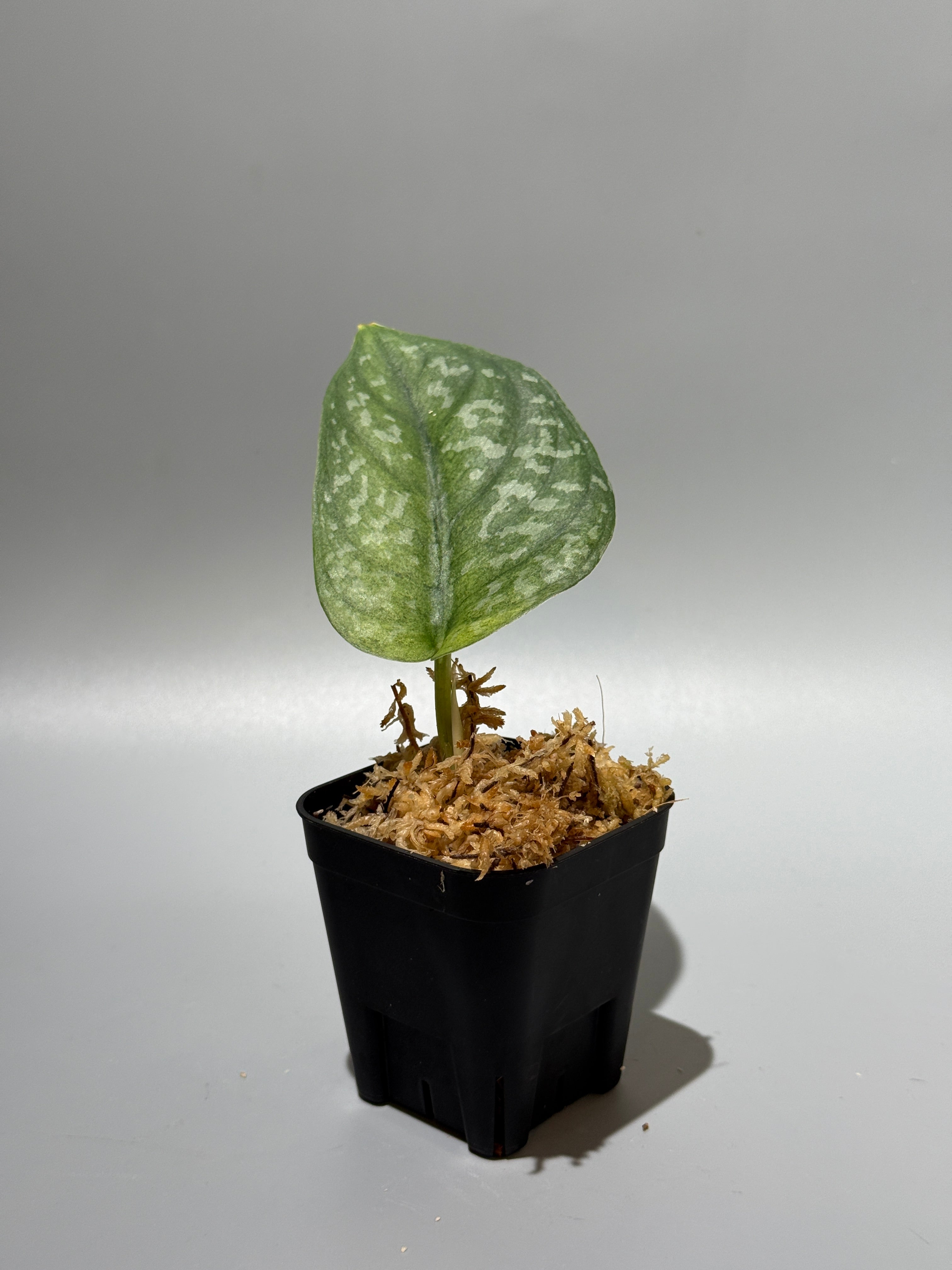 スキンダプサス　ニルマラ　大株　1 Nakayama Plants公式オンラインストア｜スキンダプサス専門店