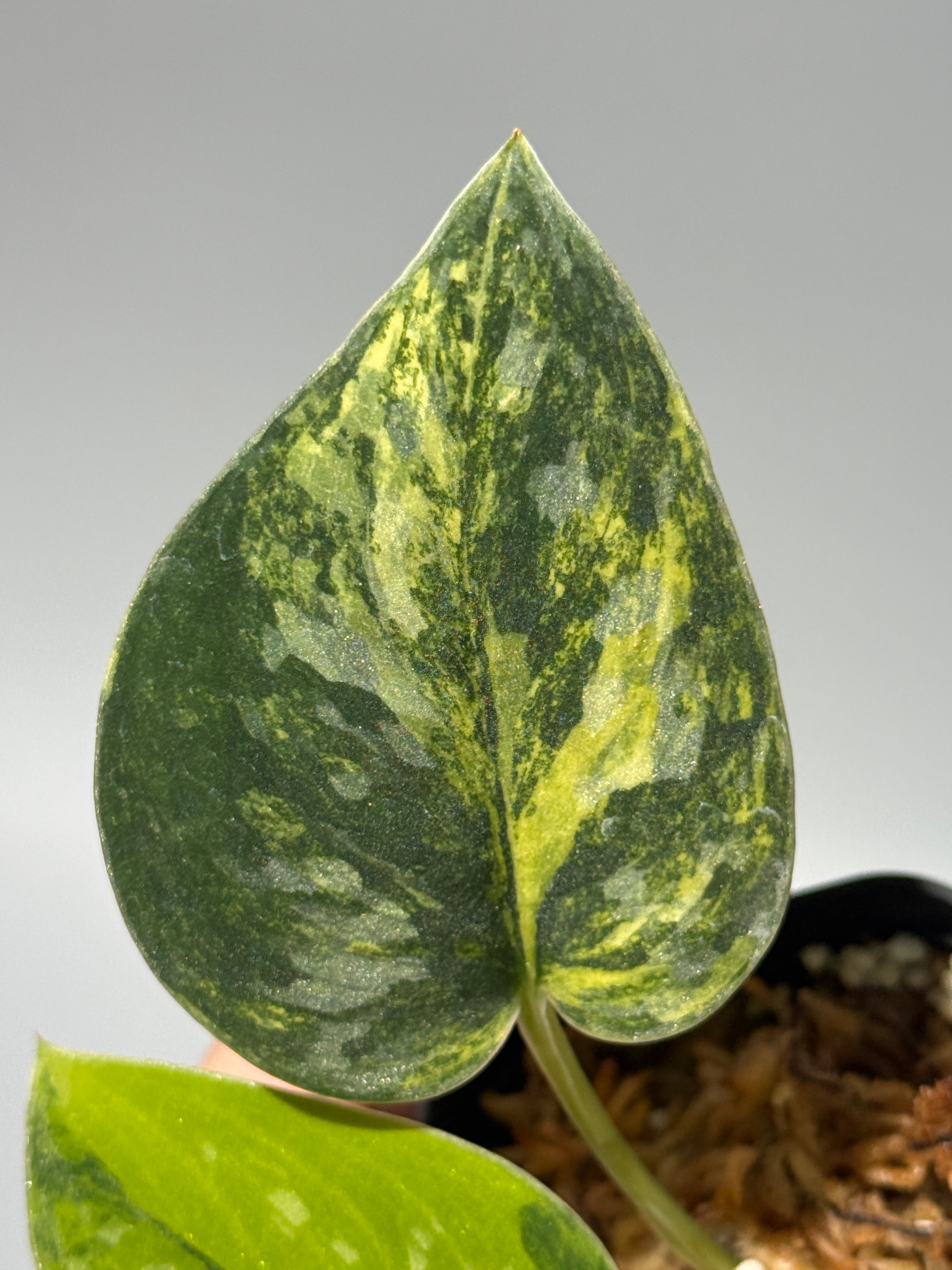スキンダプサス グリーン ダイヤモンド / Scindapsus Green diamond (1