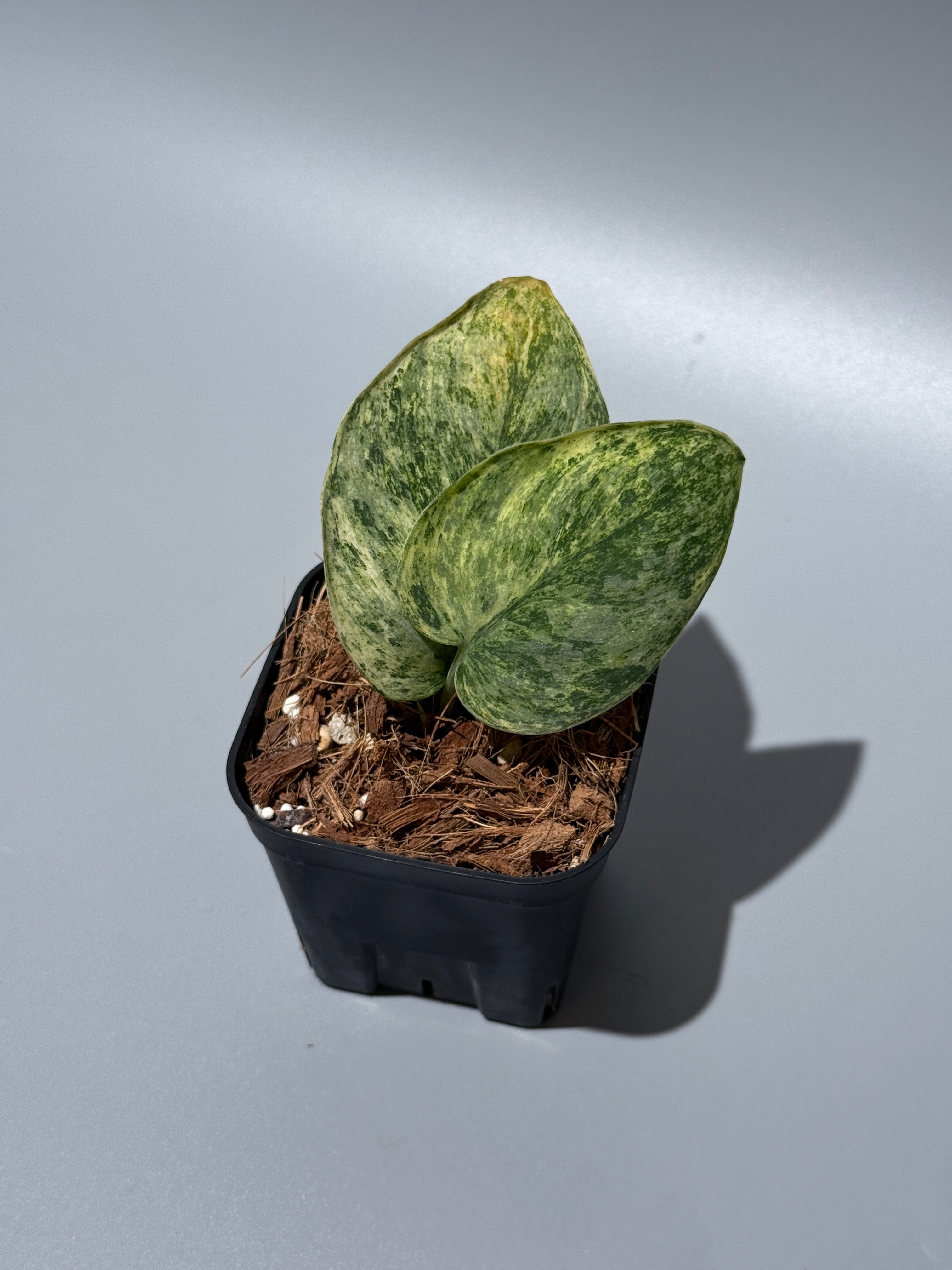 商品 – Page 3 – Nakayama-Plants