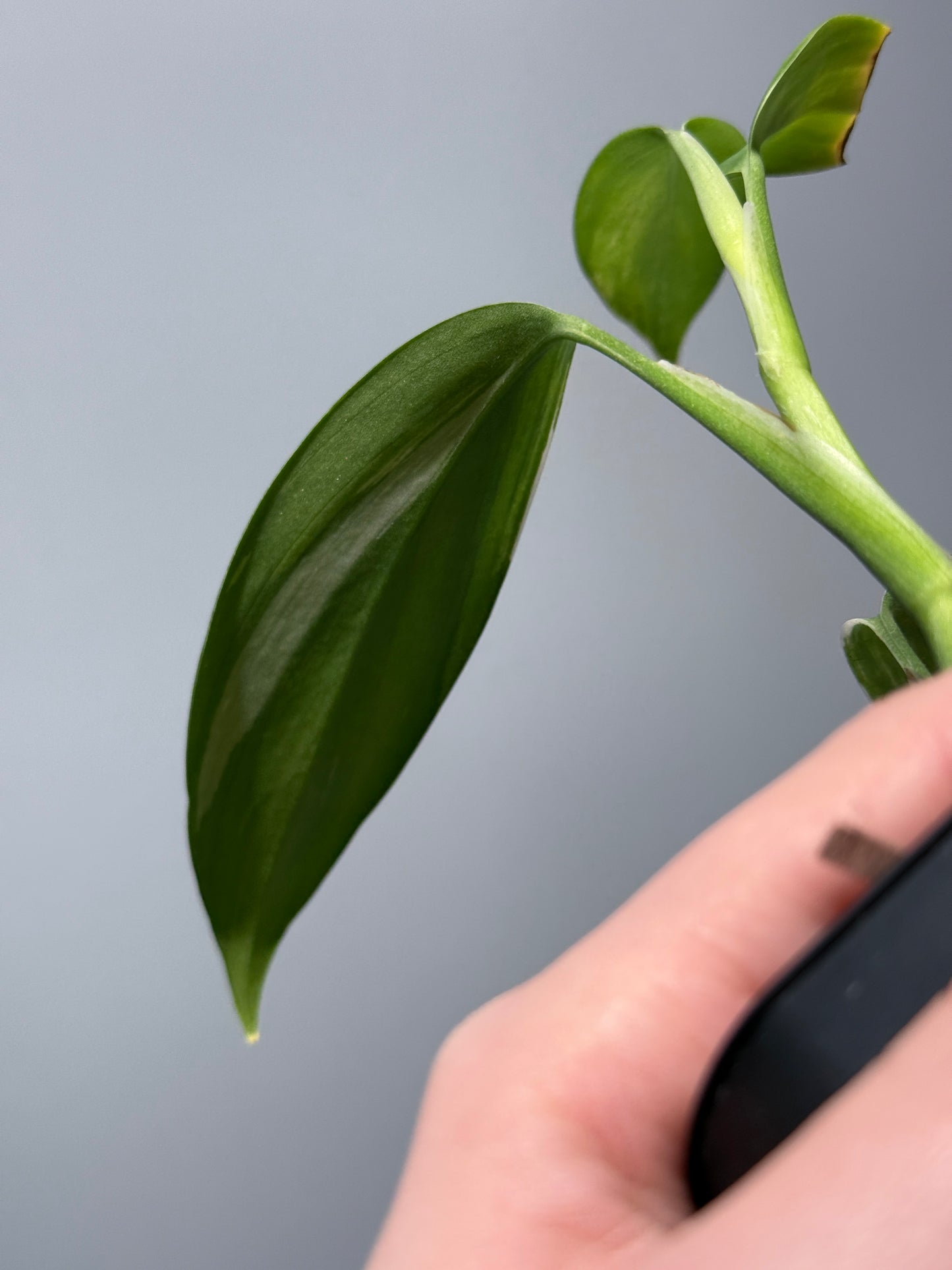 スキンダプサス コリアセウス アルボ / Scindapsus coriaceus albo (1)