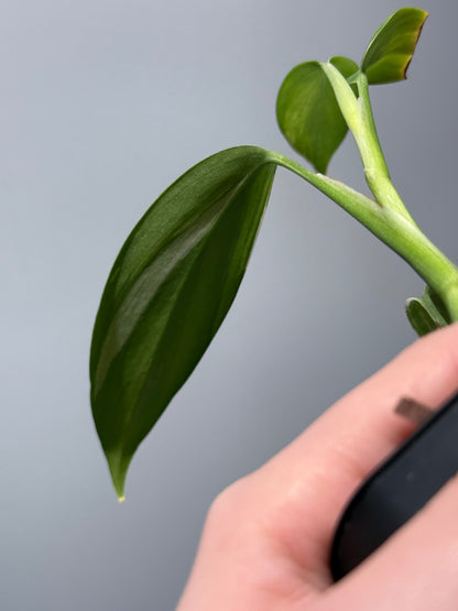 スキンダプサス コリアセウス アルボ / Scindapsus coriaceus albo (1)