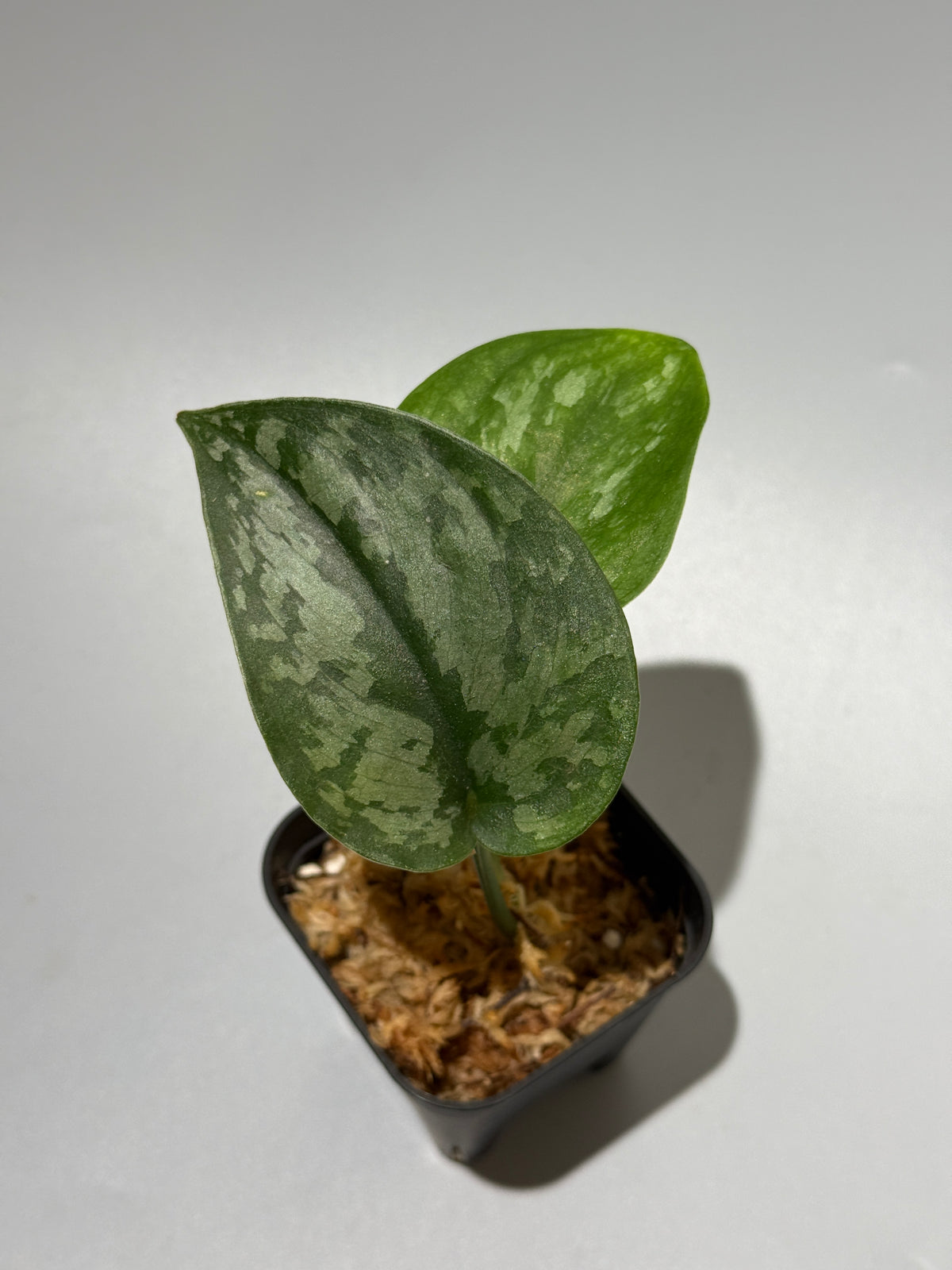 スキンダプサス Sp.サラク / Scindapsus Sp.salak (1)