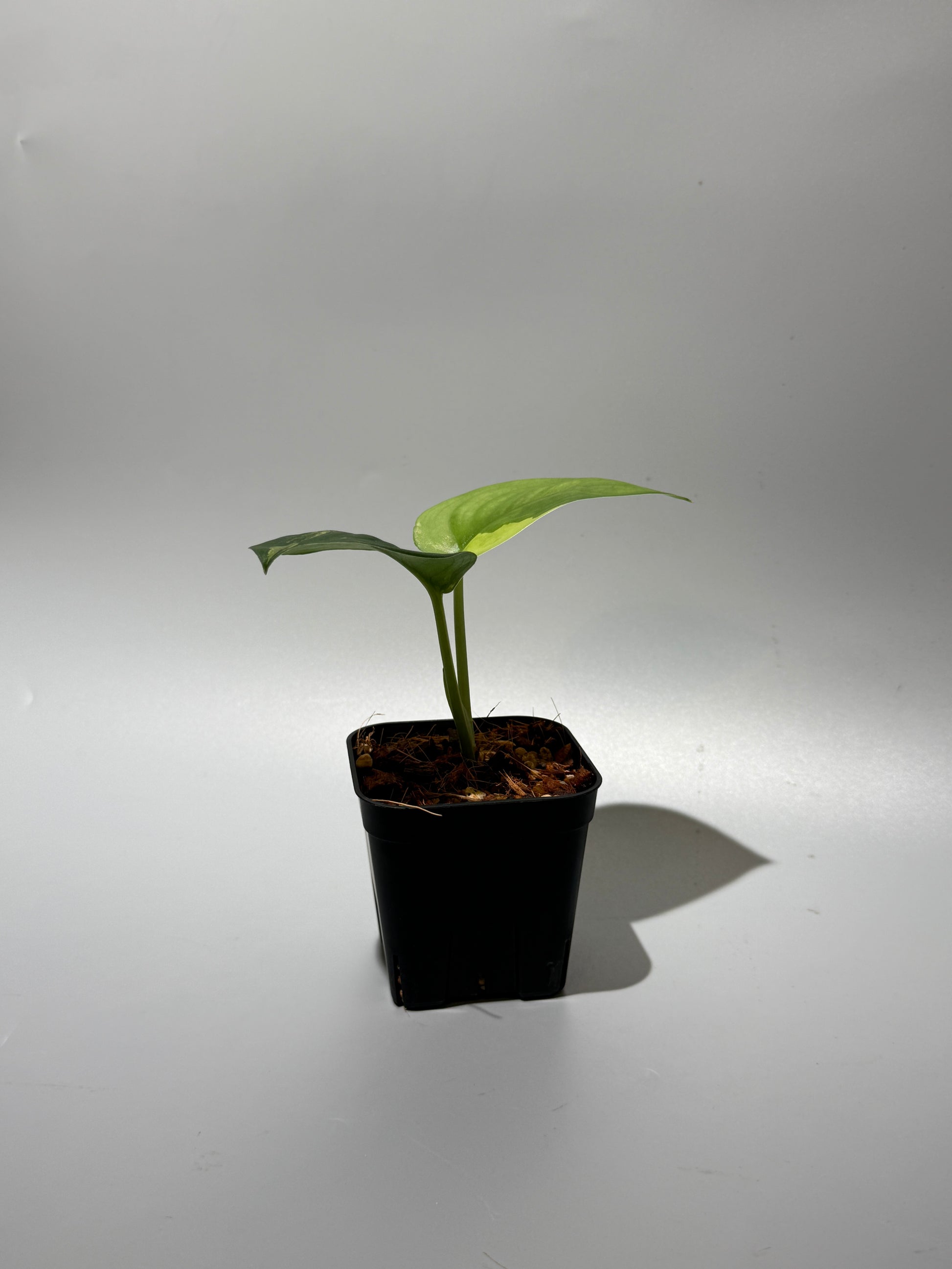 スキンダプサス ジェイドサテン オーレア  / Scindapsus jadesatin aurea (1)
