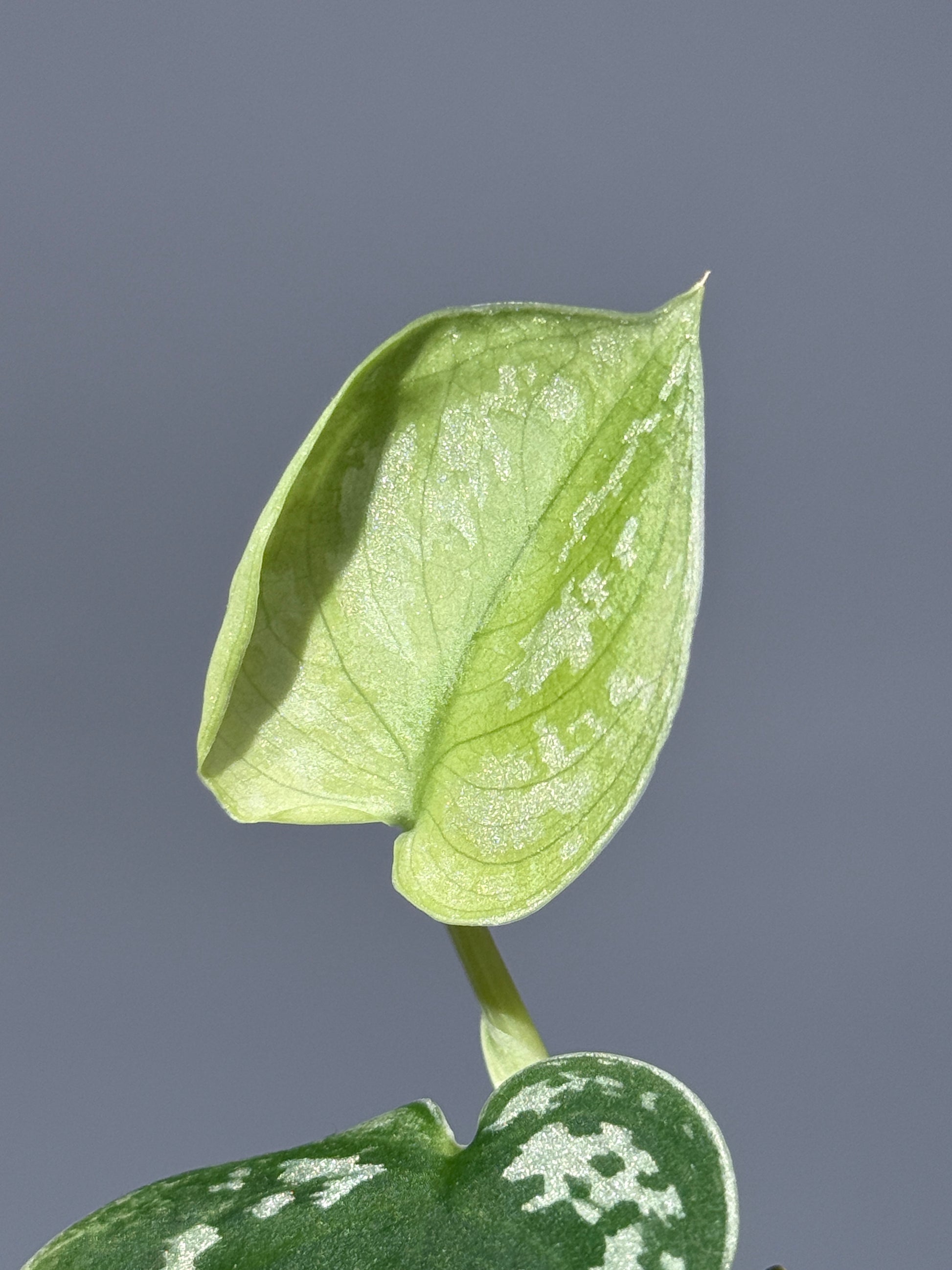 スキンダプサス ネビュラ / Scindapsus Nebula (2)