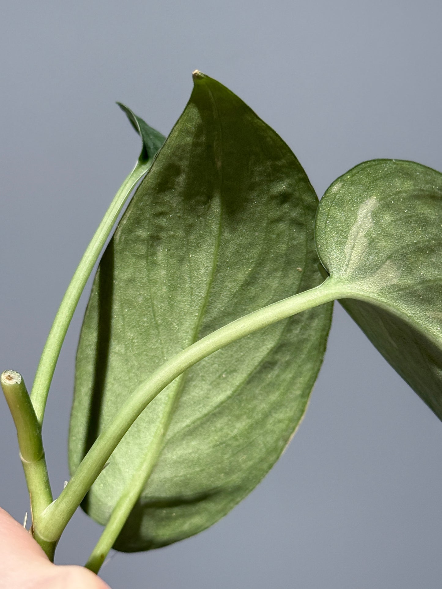 スキンダプサス レオパード / Scindapsus Leopard (1)