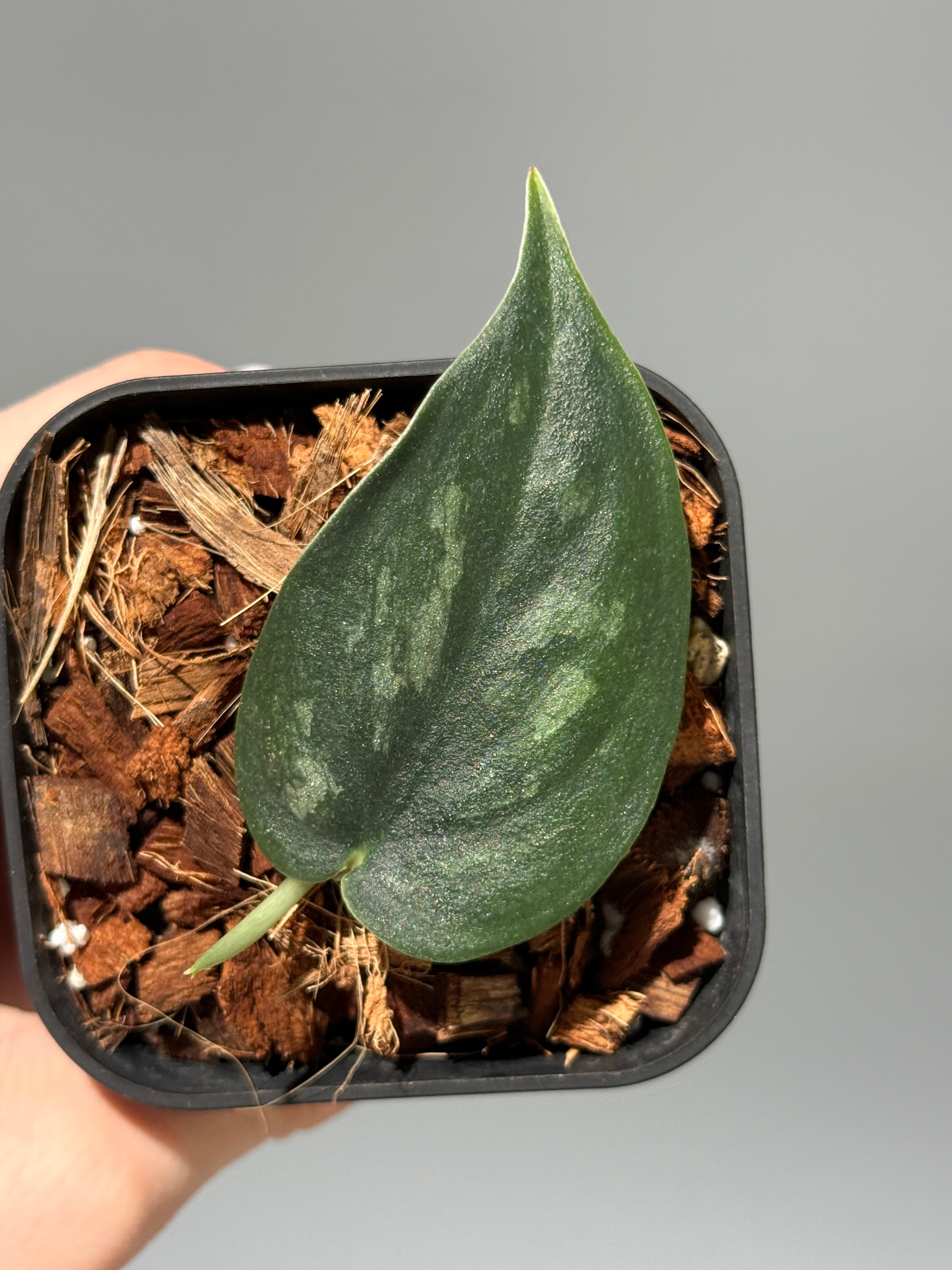 All Plants – Page 2 – Nakayama-Plants