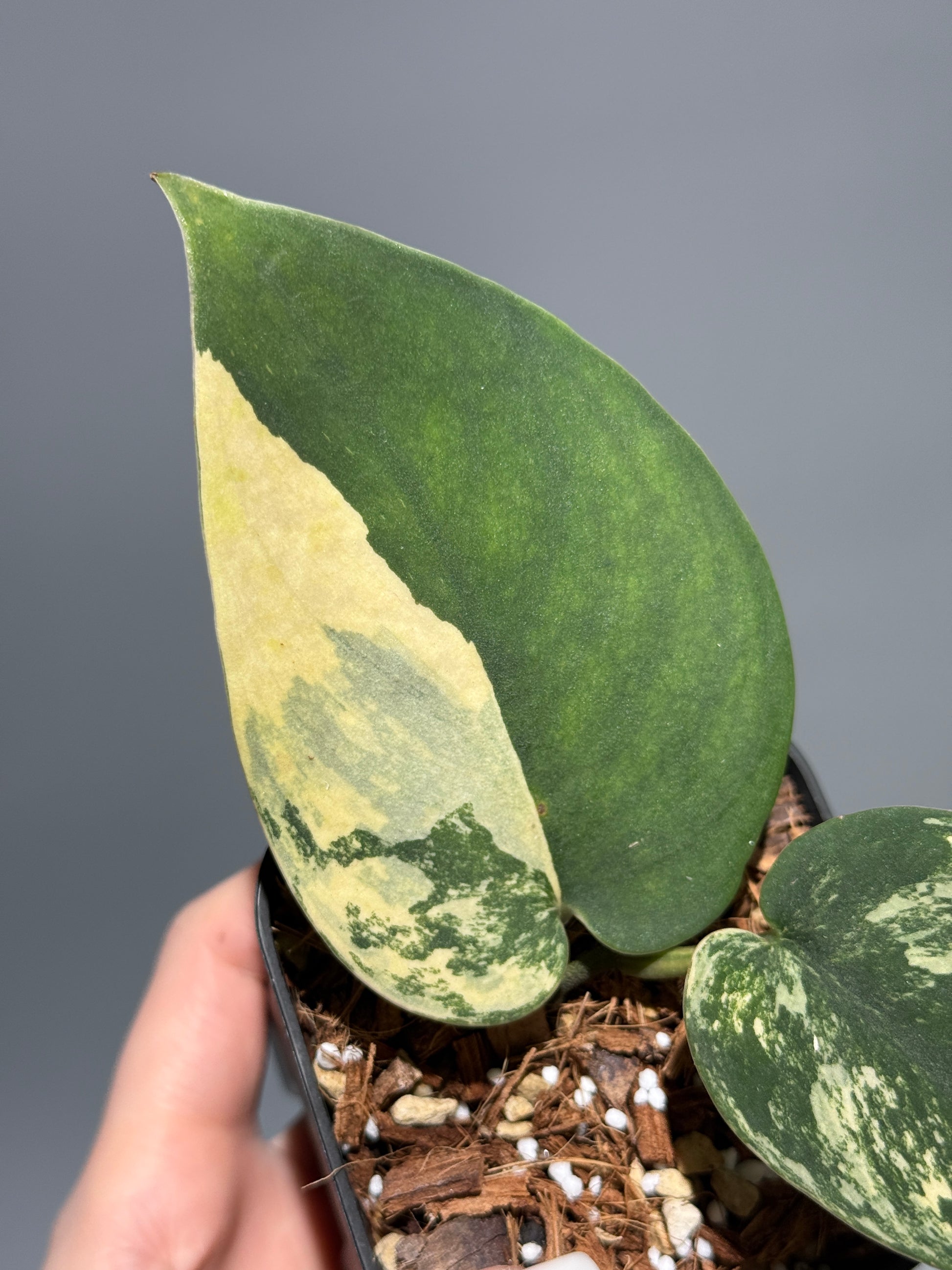 スキンダプサス メラカイ / Scindapsus Merakai (1)