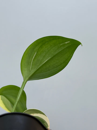 スキンダプサス ブルーアルボ  / Scindapsus Blue albo (3)