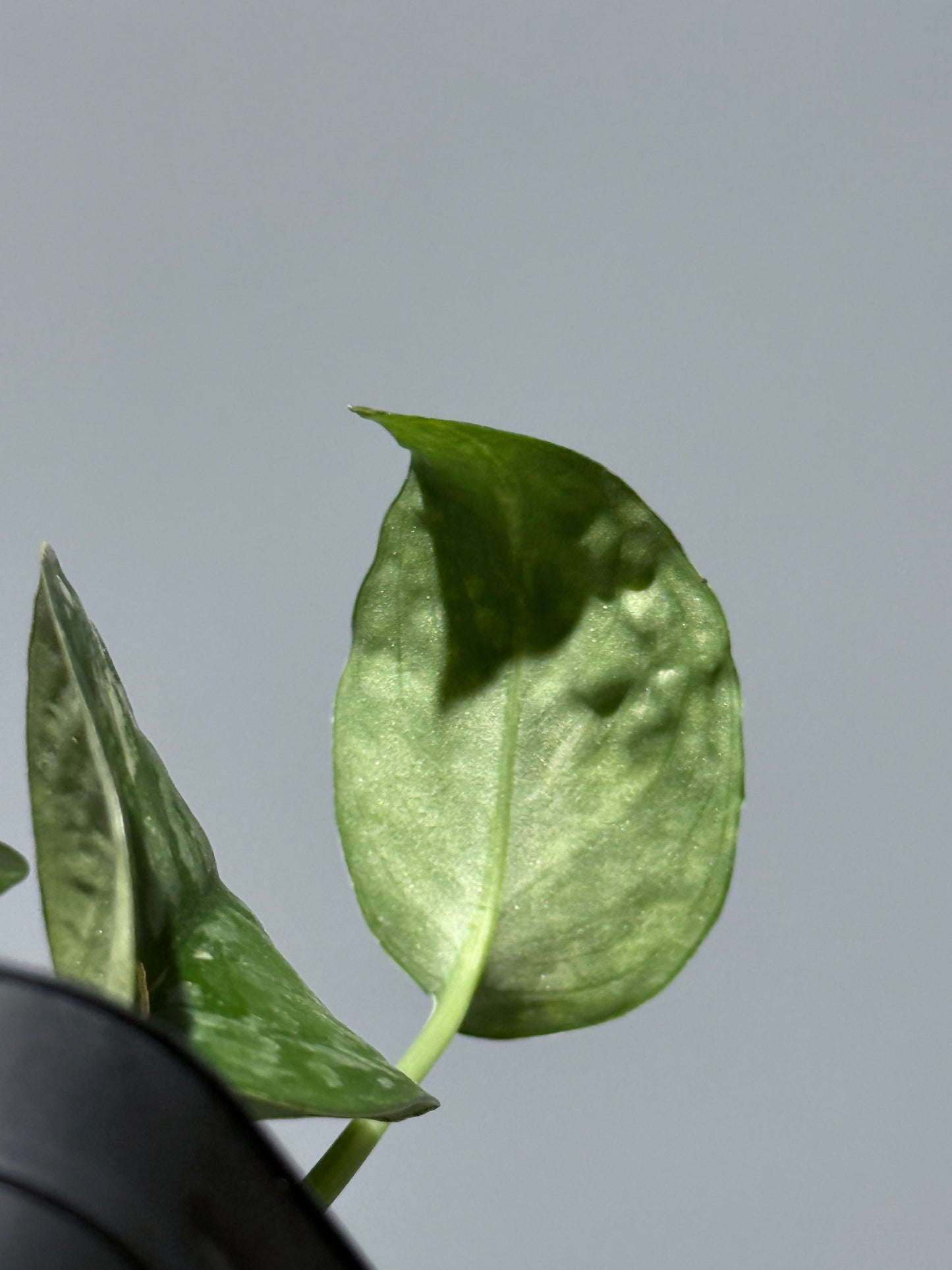 スキンダプサス レオパード / Scindapsus Leopard (1)