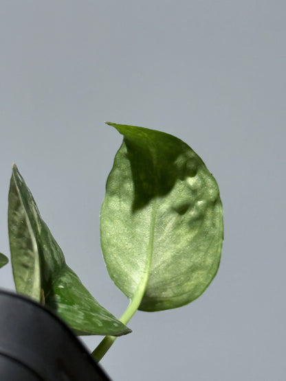 スキンダプサス レオパード / Scindapsus Leopard (1)