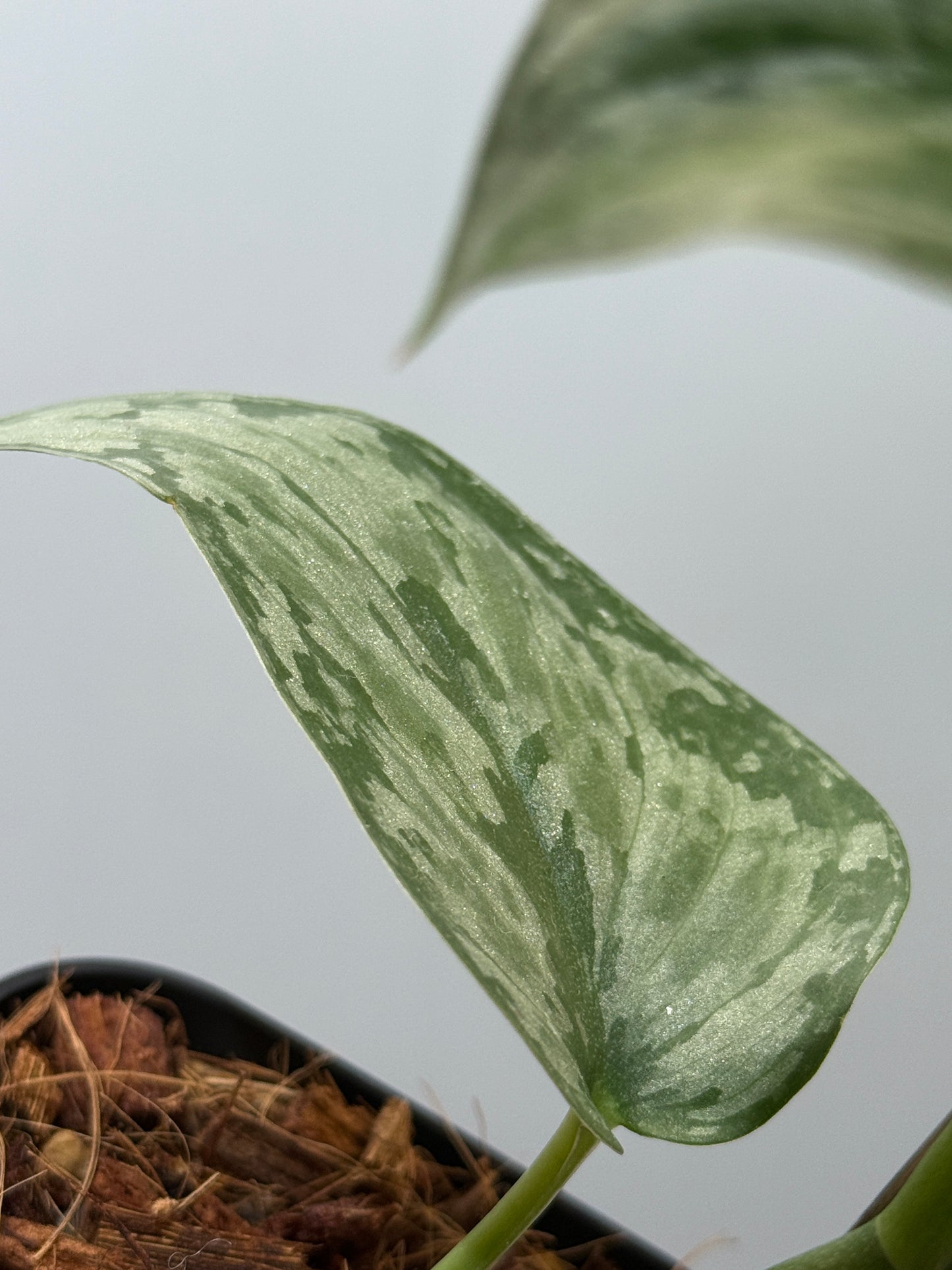 スキンダプサス ダーク クラウド Sp. ボルネオ / Scindapsus Dark cloud Sp. borneo (2)